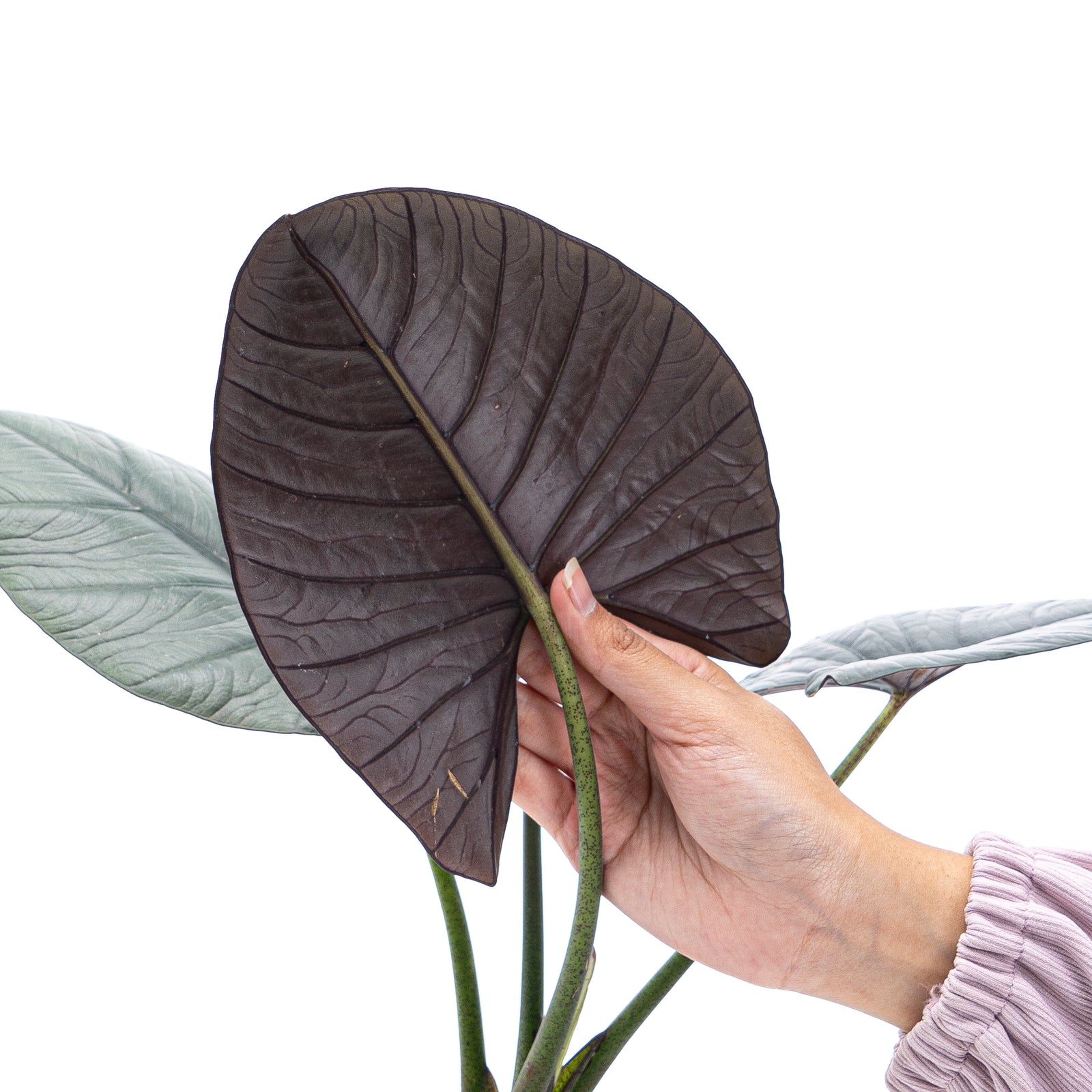 Alocasia Reginae Sp Borneo - Mature size – Aroid Market