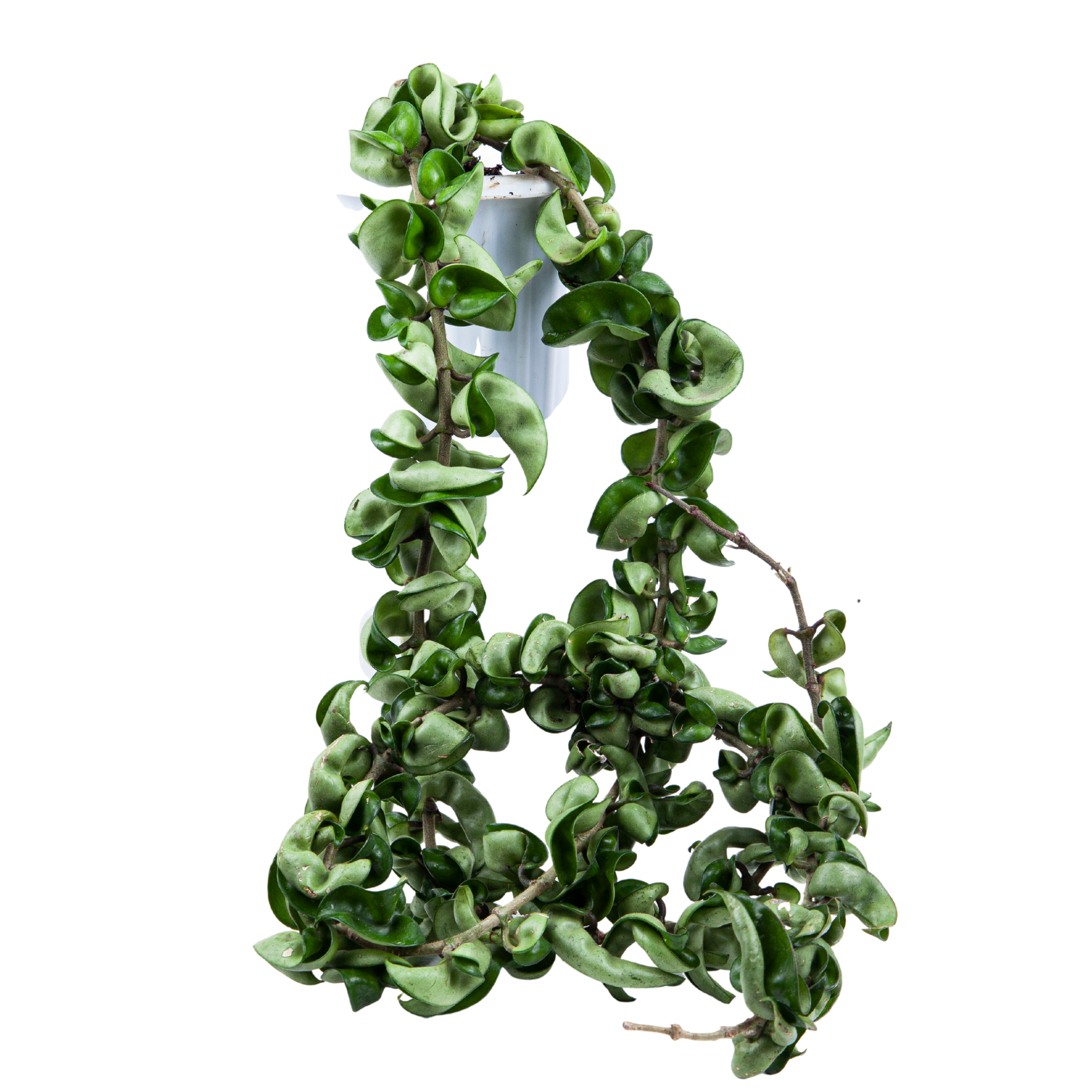 Hoya Compacta Long