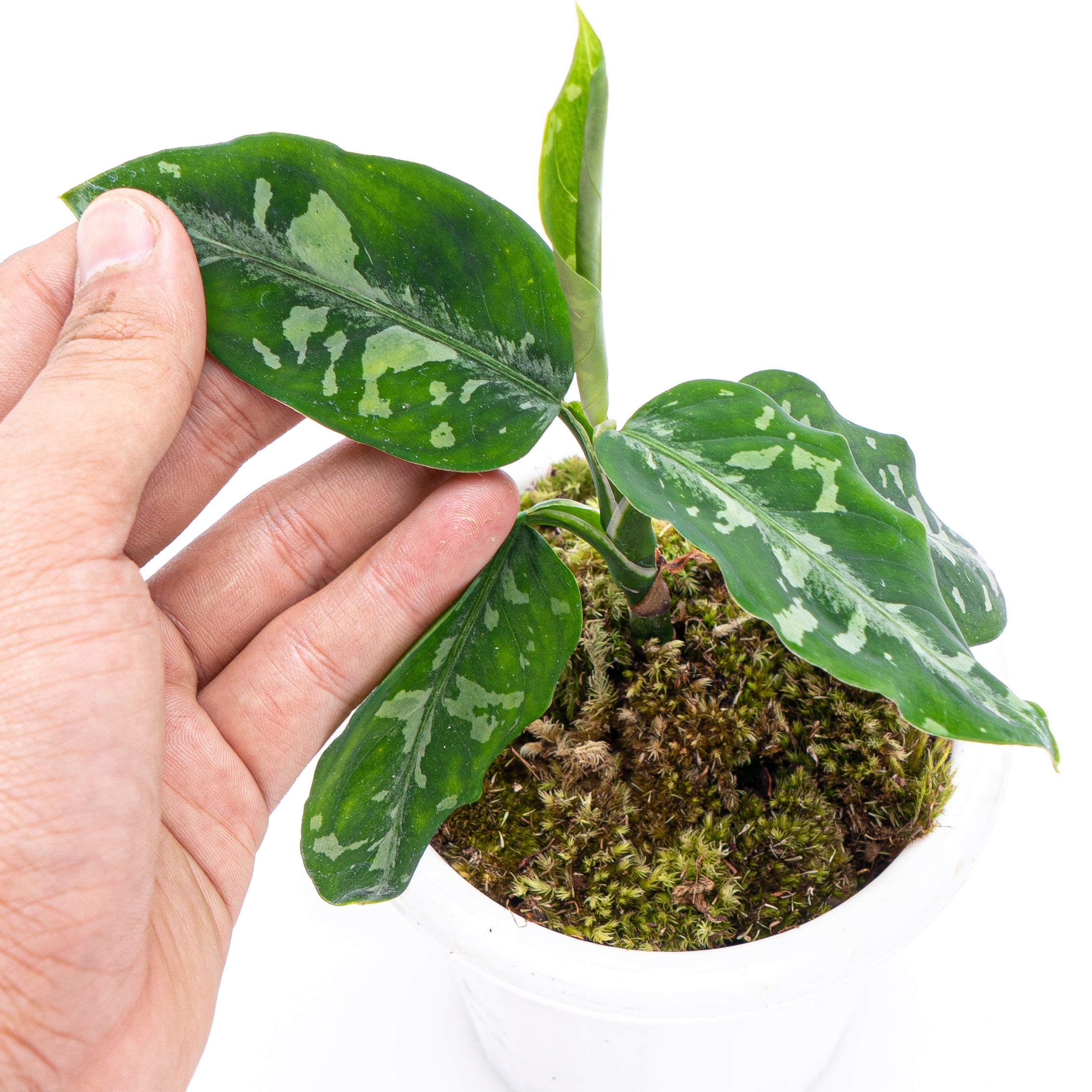 Aglaonema pictum 【Weed】 Aglaonema pictum tricolor XXL | Welovetropicalplants