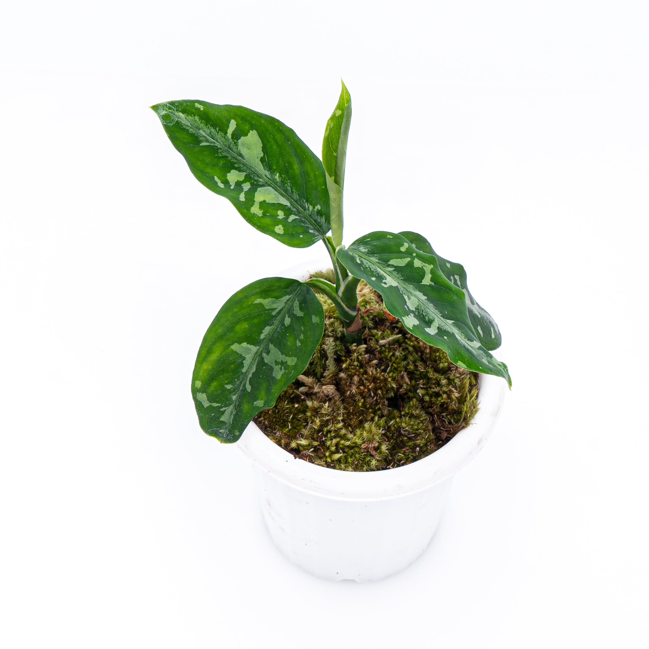 Aglaonema Pictum Bicolor