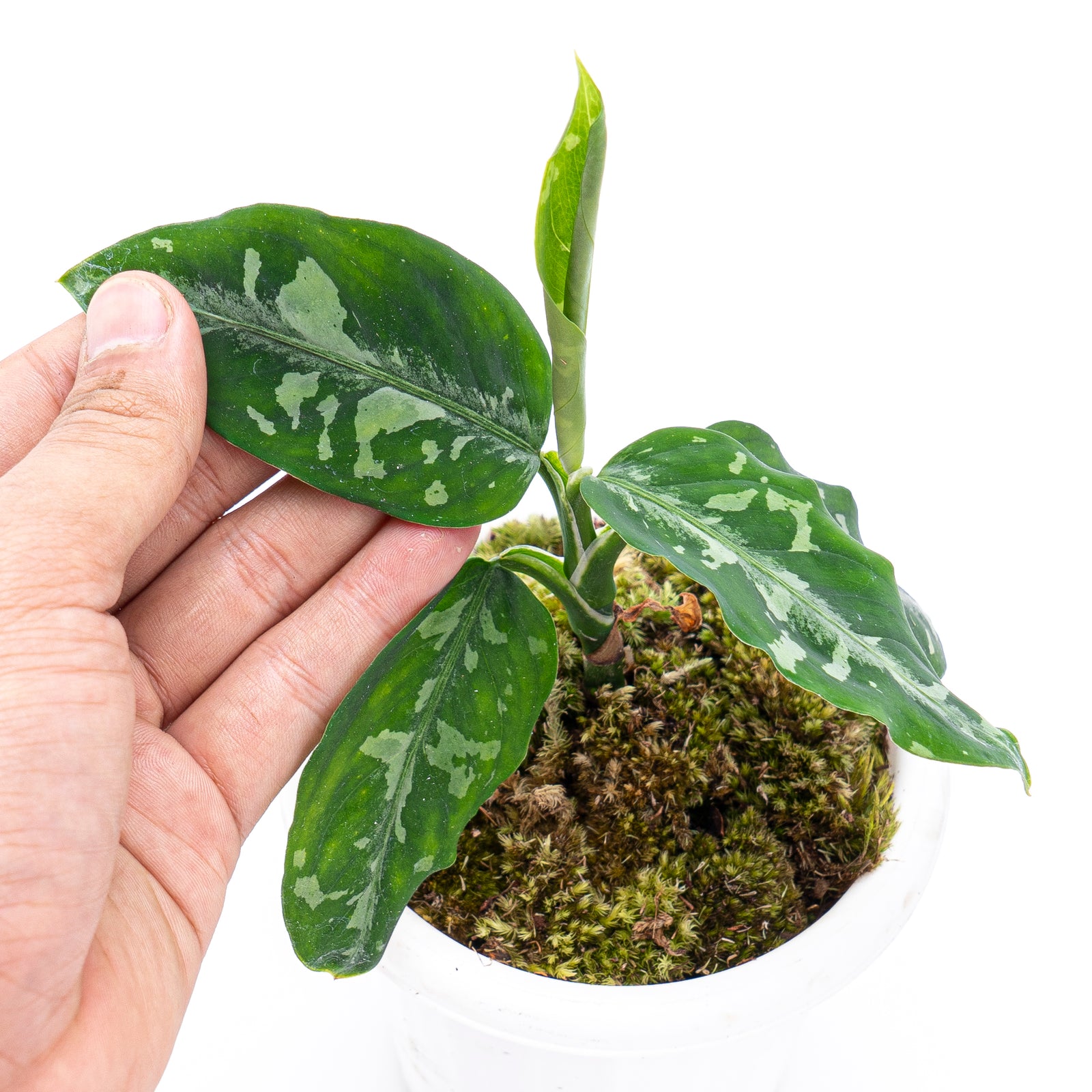 その他観葉植物 Aglaonema pictum アグラオネマ：ピクタム 5号鉢植え の通販 | 園芸ネット