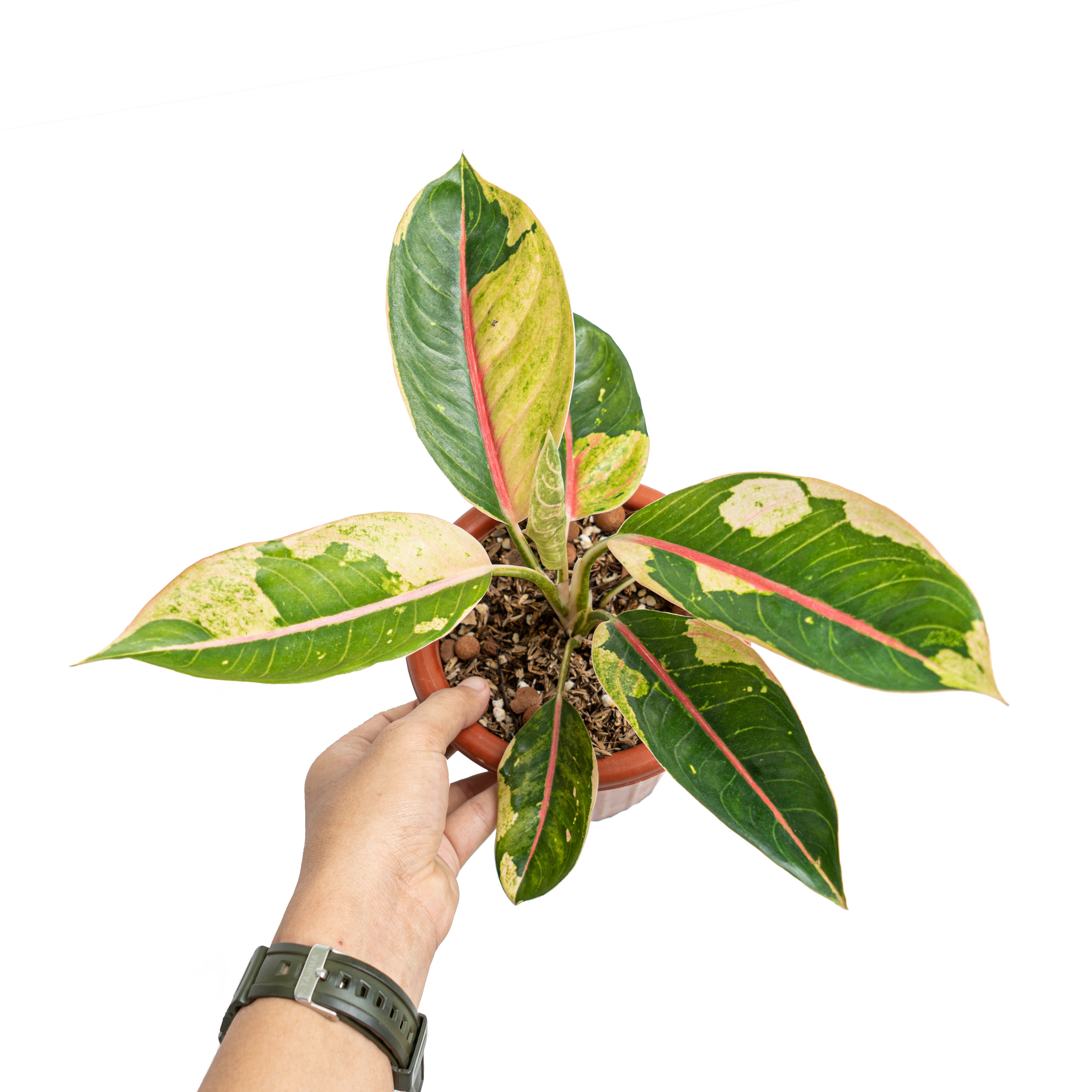 Aglaonema donacarmen Santi variegated