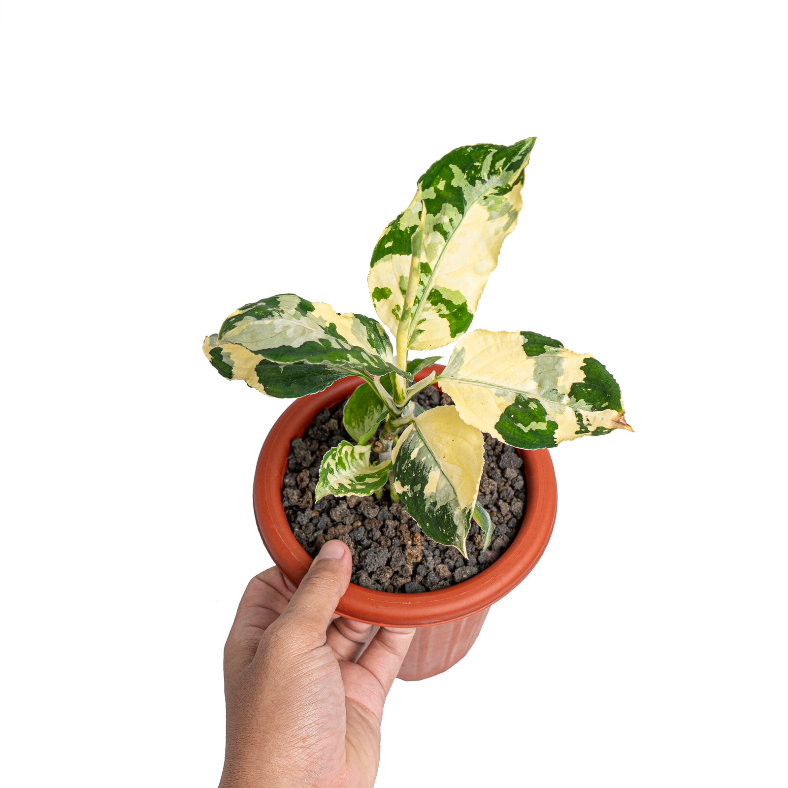 Aglaonema pictum bicolor variegated mature size – Aroid Market