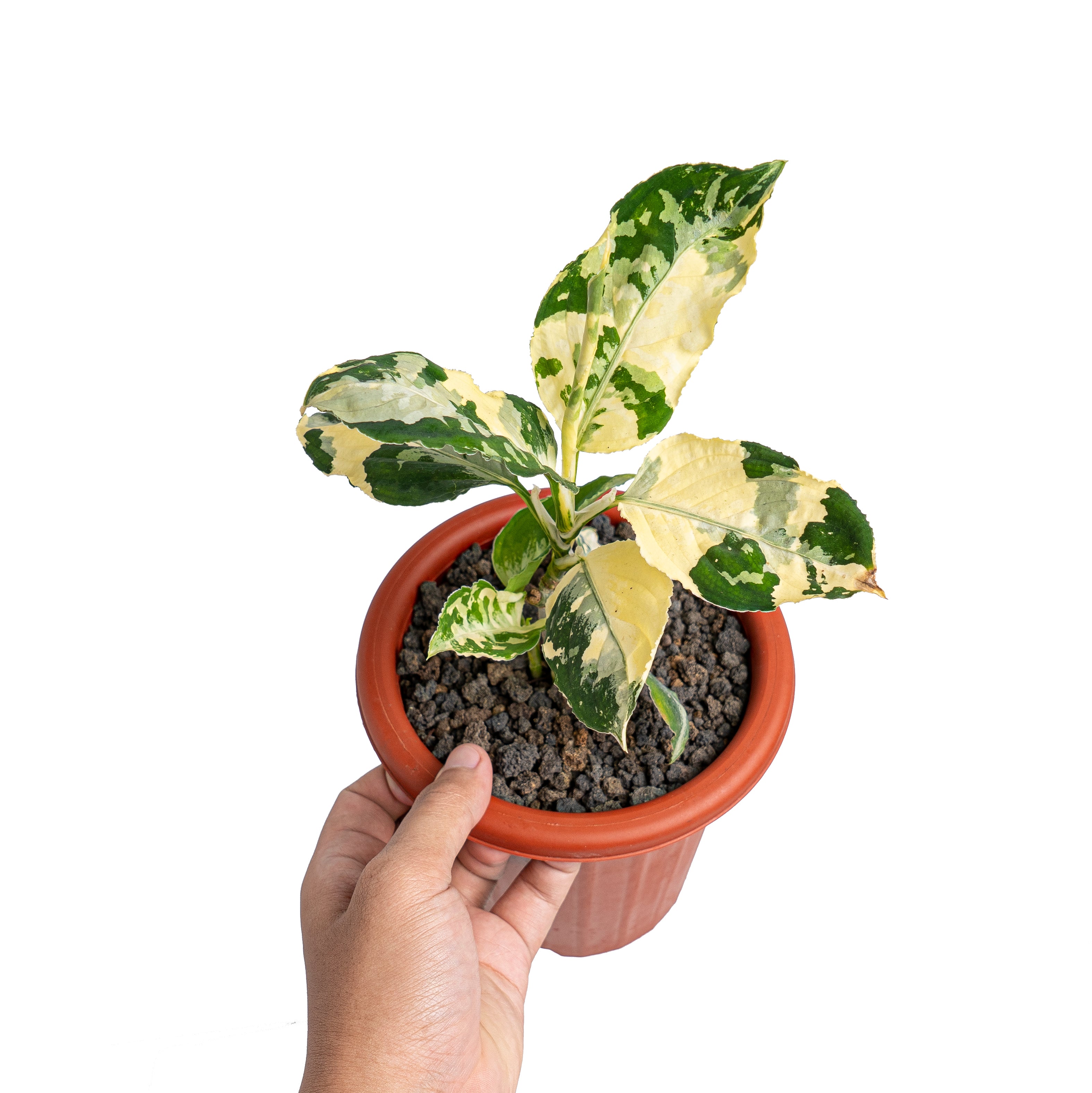 Aglaonema pictum bicolor variegated mature size