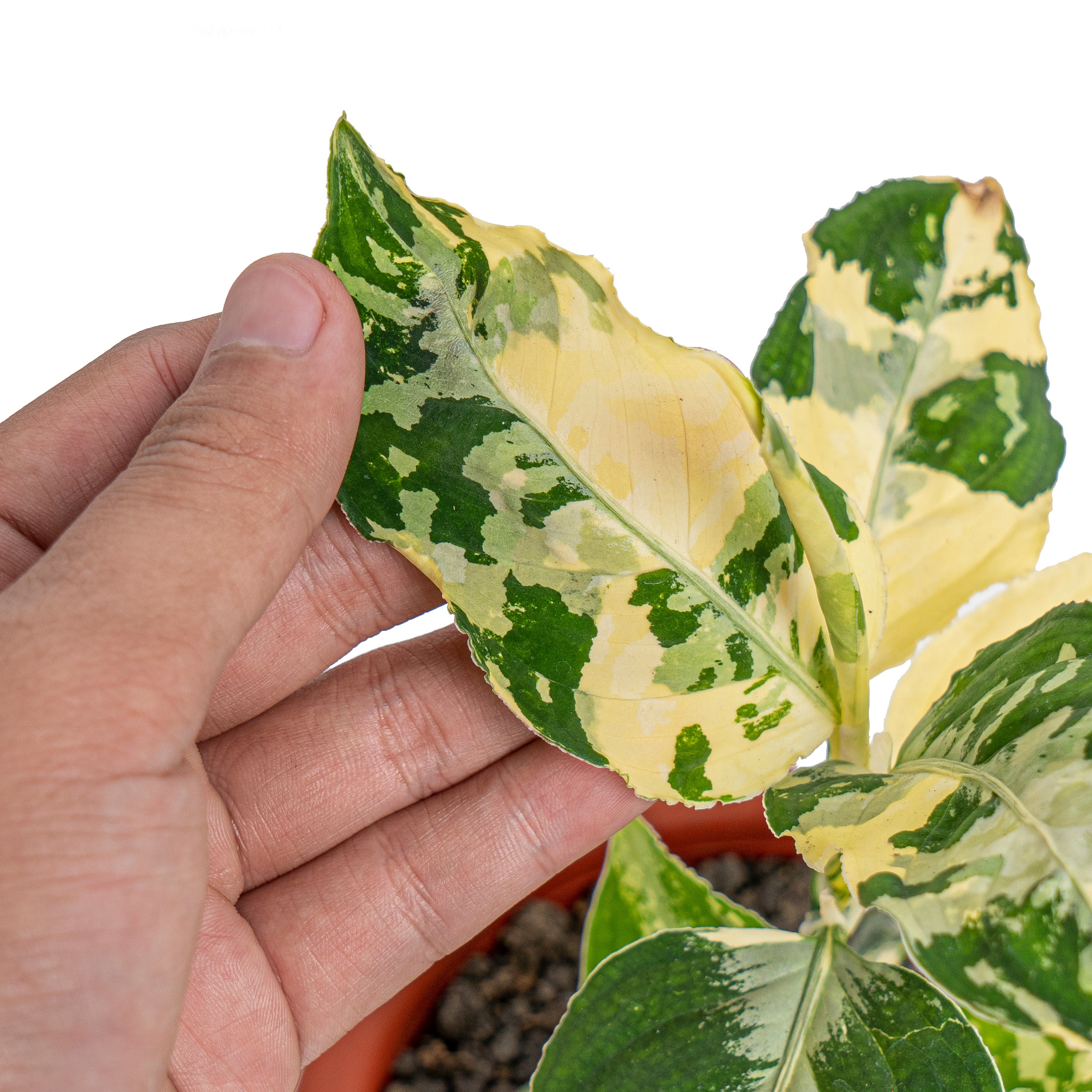Aglaonema pictum bicolor variegated mature size