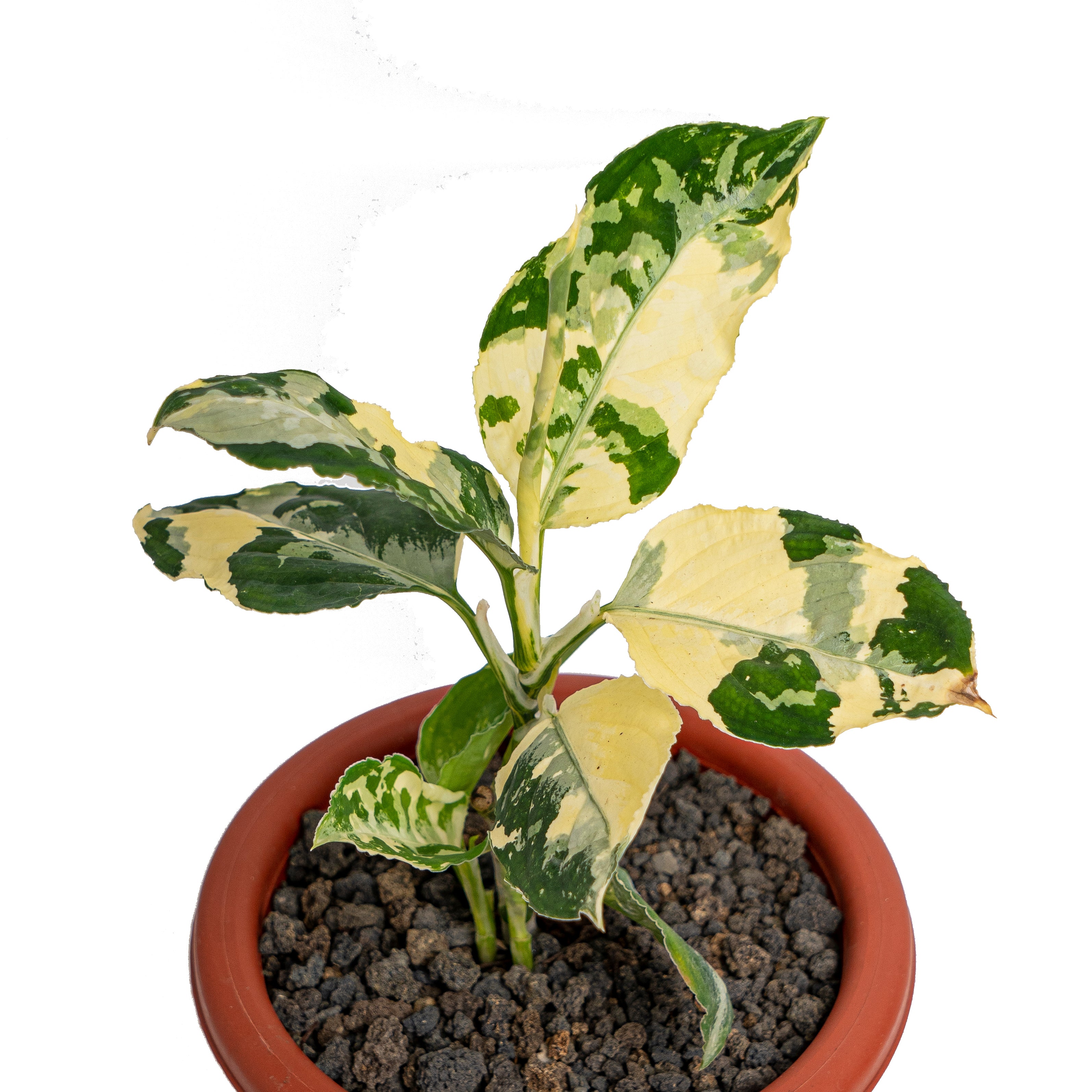 Aglaonema pictum bicolor variegated mature size