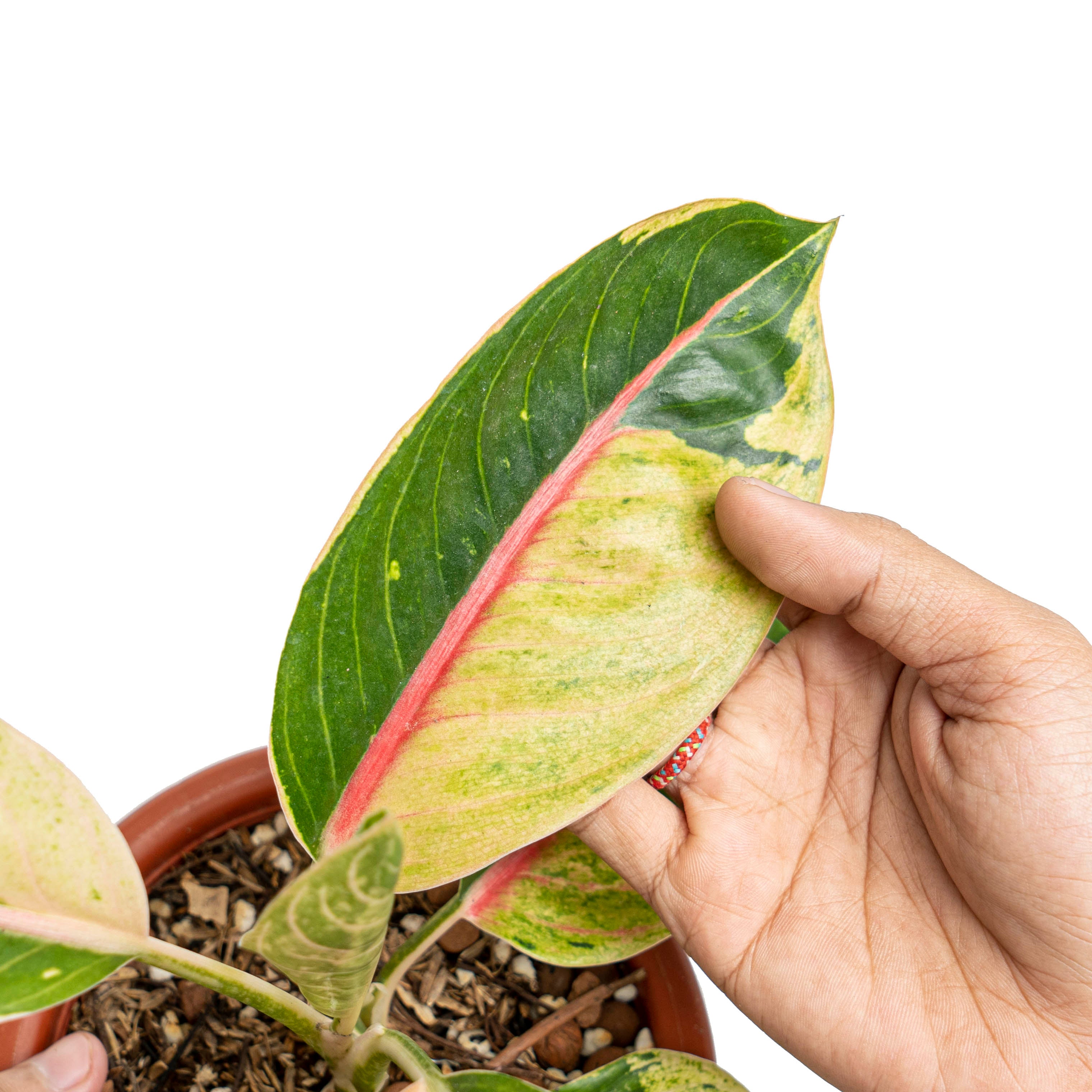 Aglaonema donacarmen Santi variegated