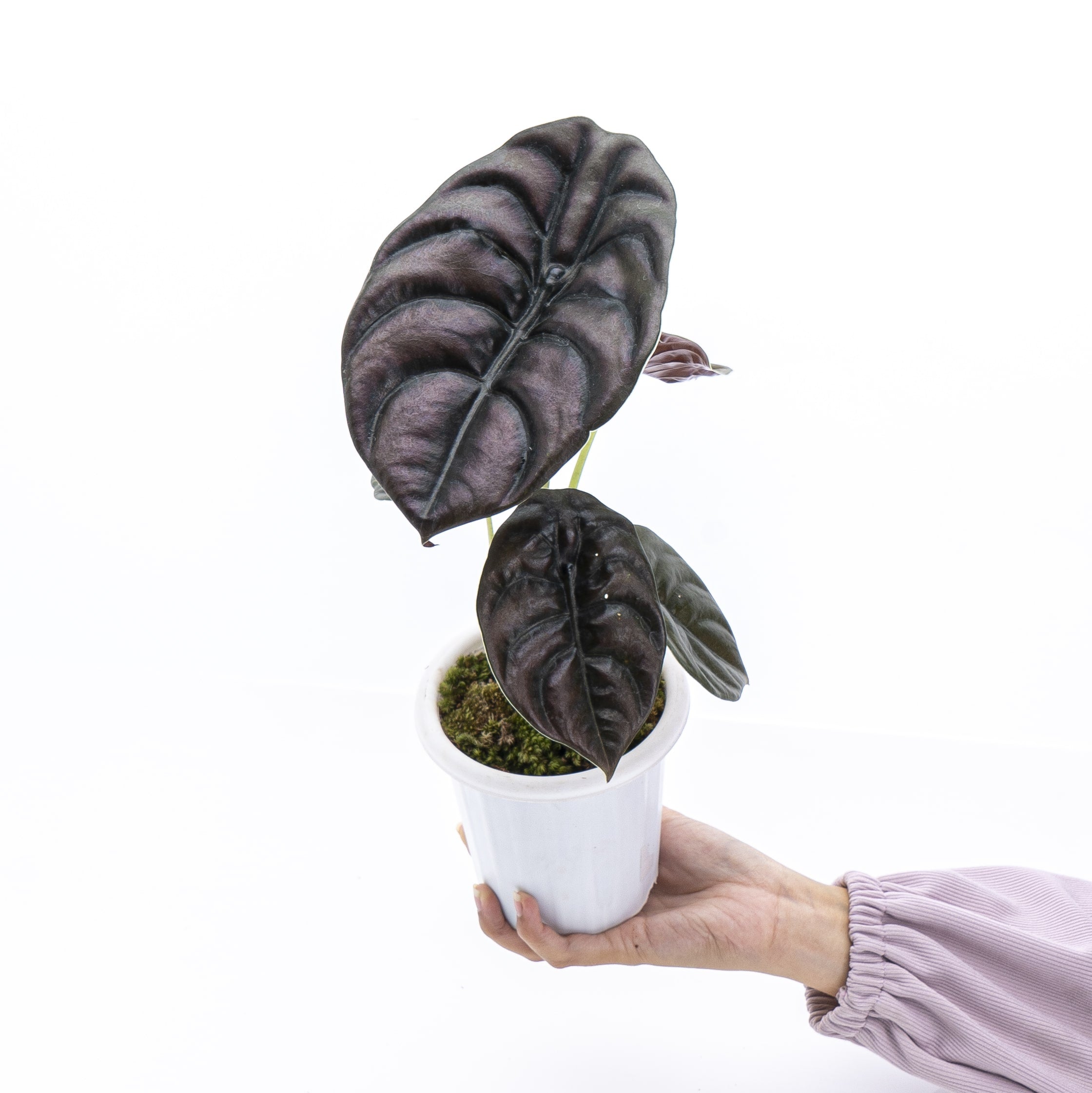 Alocasia Cuprea