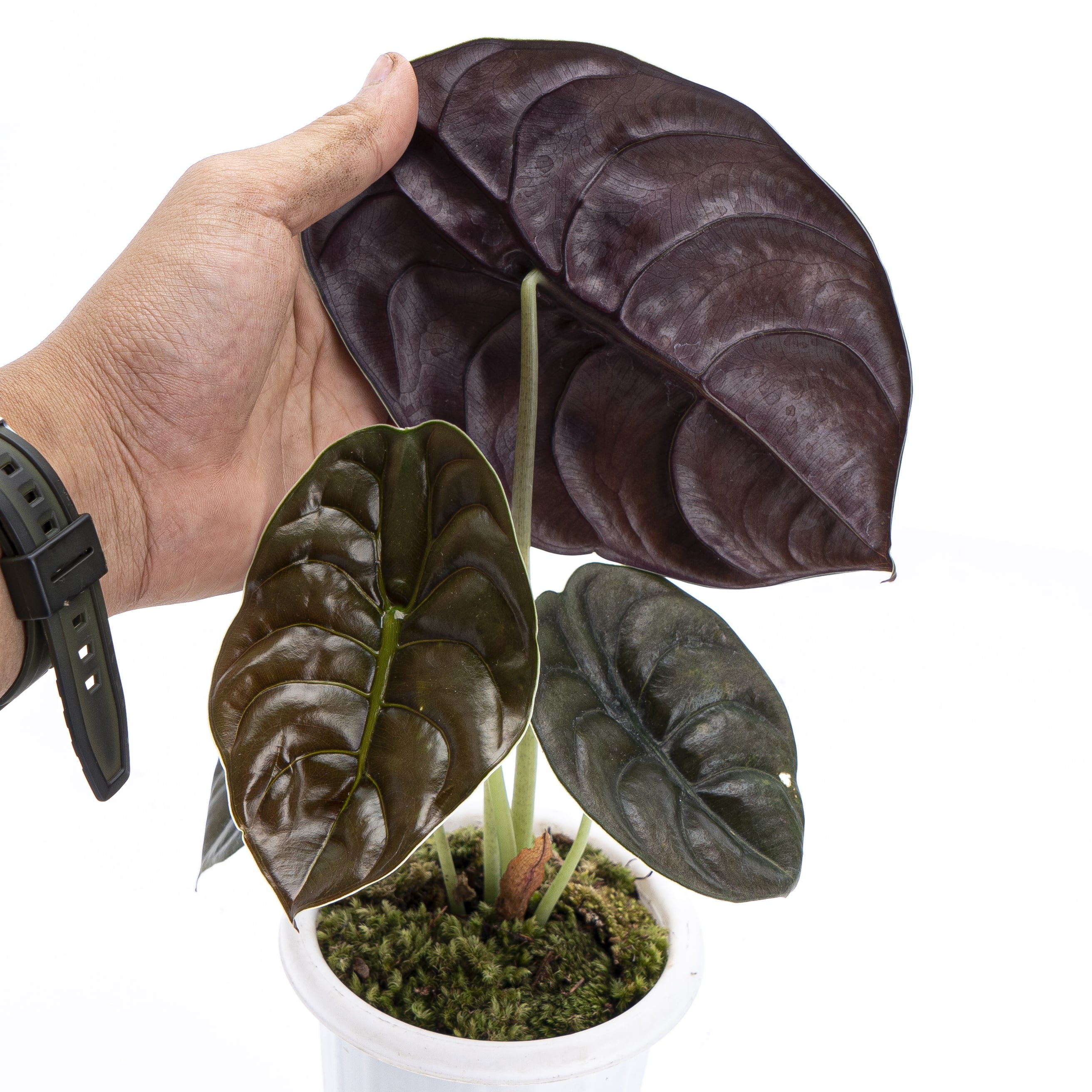 Alocasia Cuprea