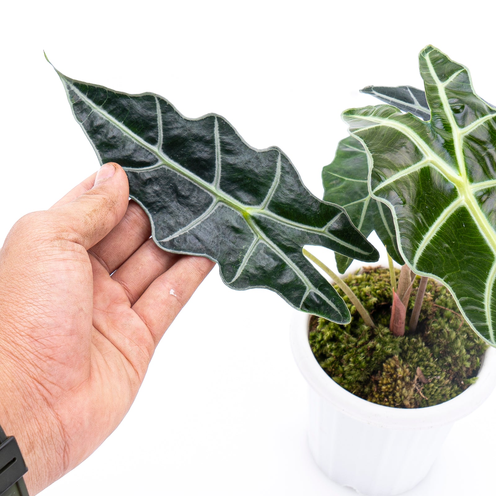 ぬいぐるみ NAUGHTY PLANTS Alocasia Polly Labubu THE MONSTERS NAUGHTY PLANTS Vinyl Face Series