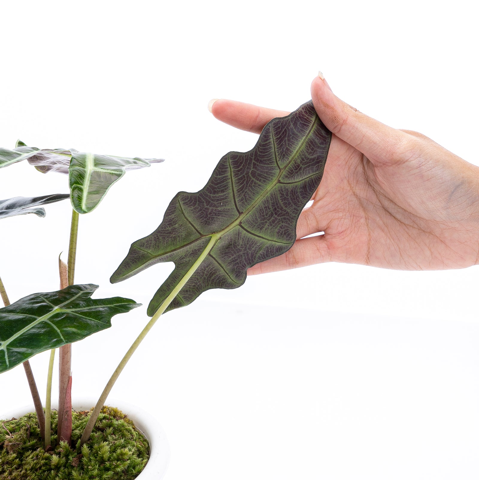 Alocasia Polly – Aroid Market