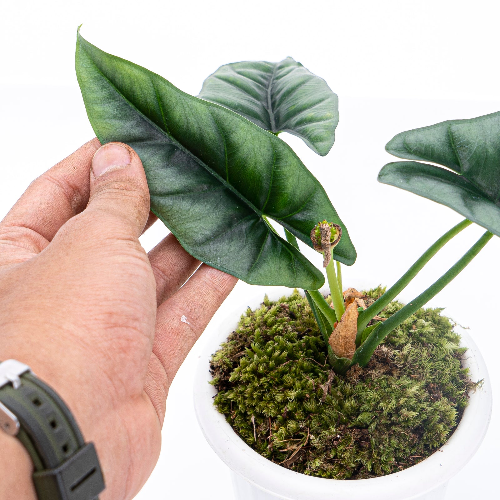 Alocasia Reversa Borneo