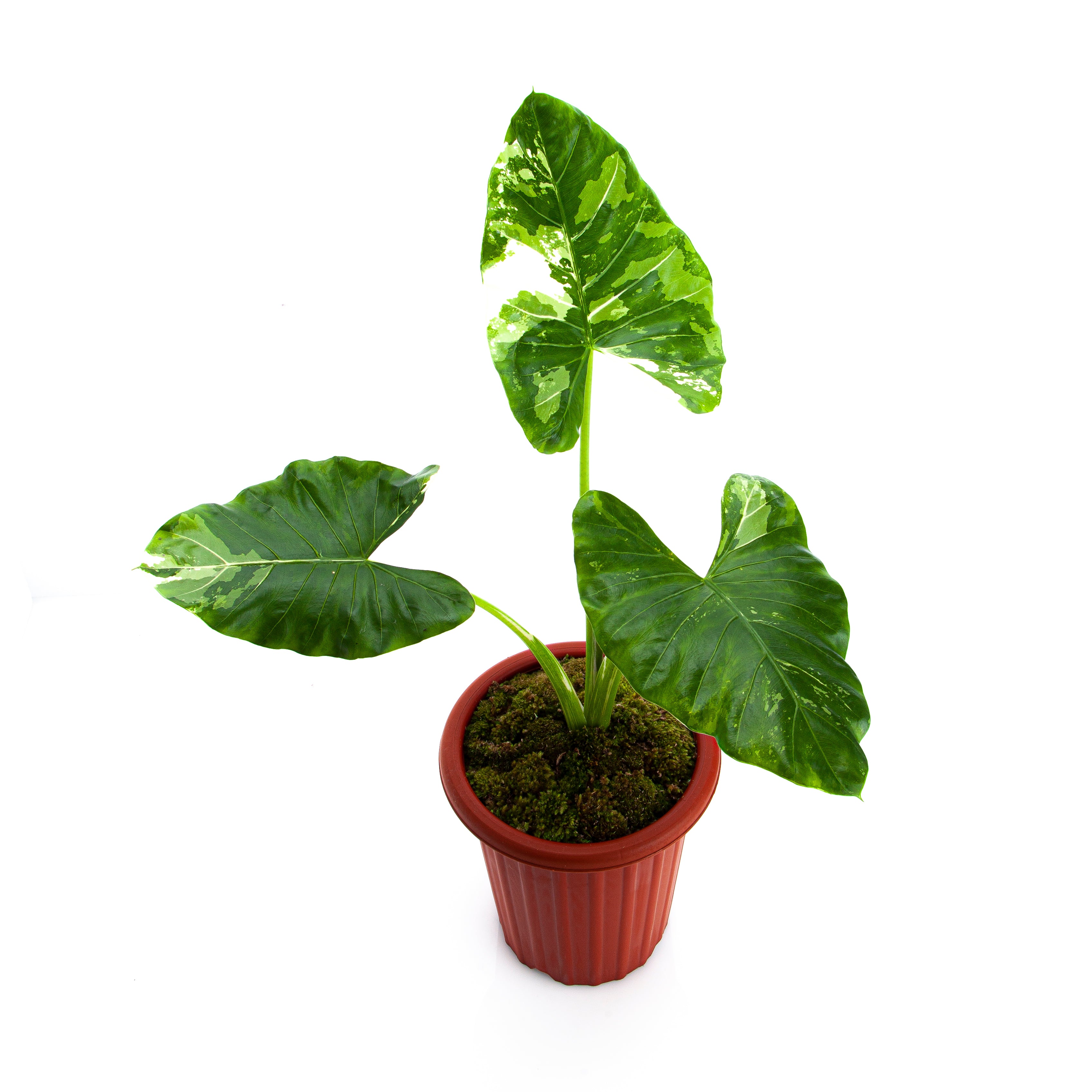Alocasia Sente Variegated