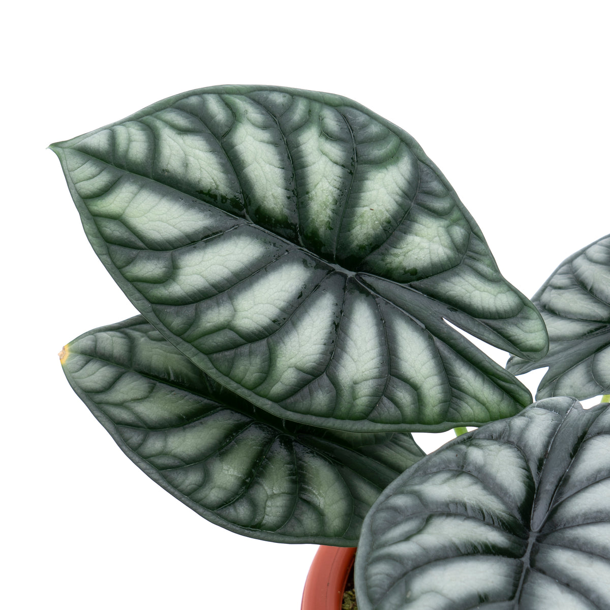 Alocasia Dragon Scale Borneo