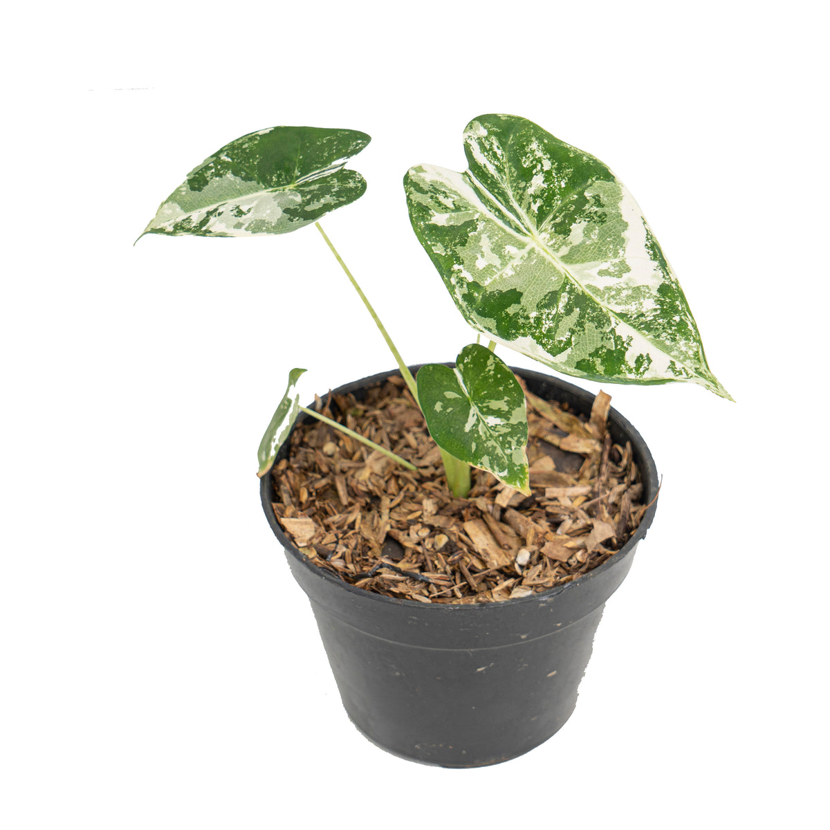 Alocasia Frydek variegated