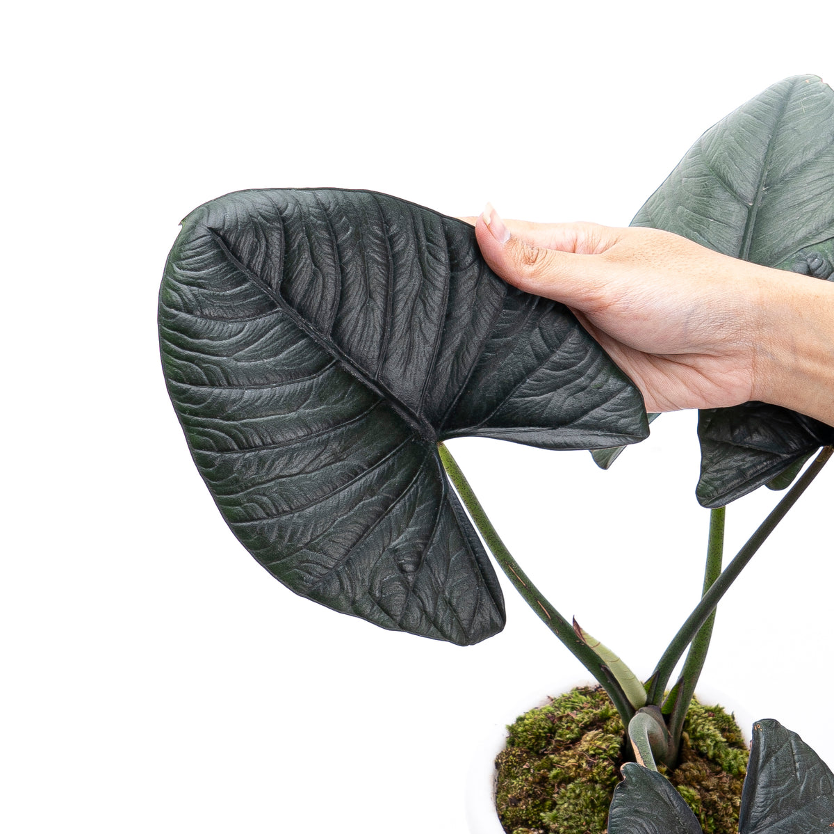Alocasia Reginae Sp Borneo