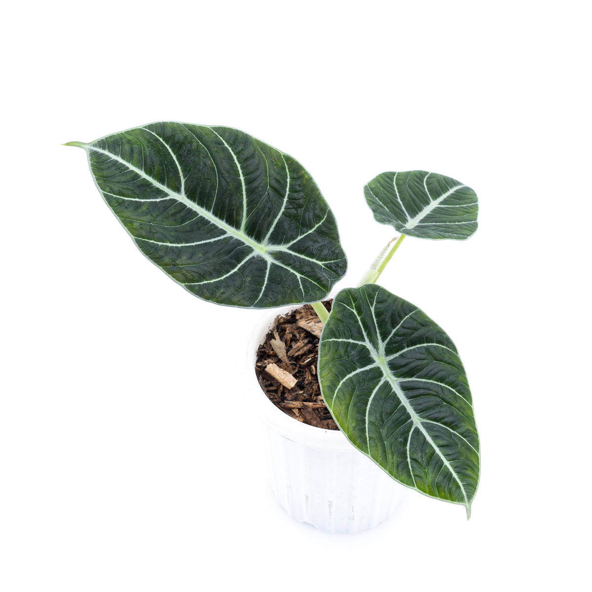 Alocasia Black Velvet