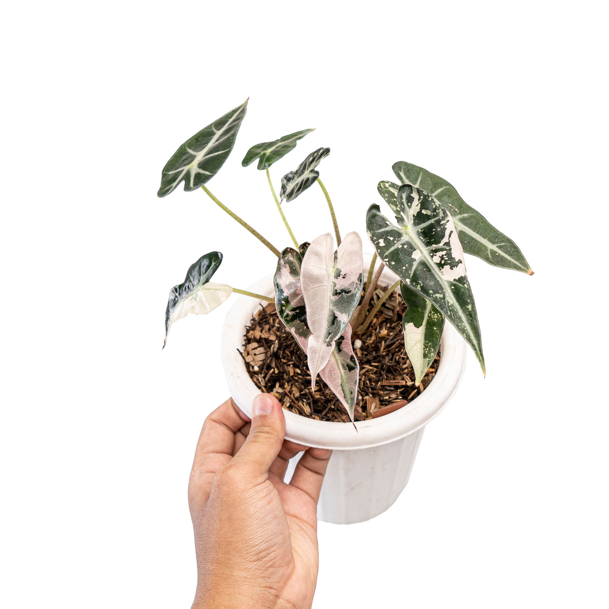 Alocasia bambino variegated