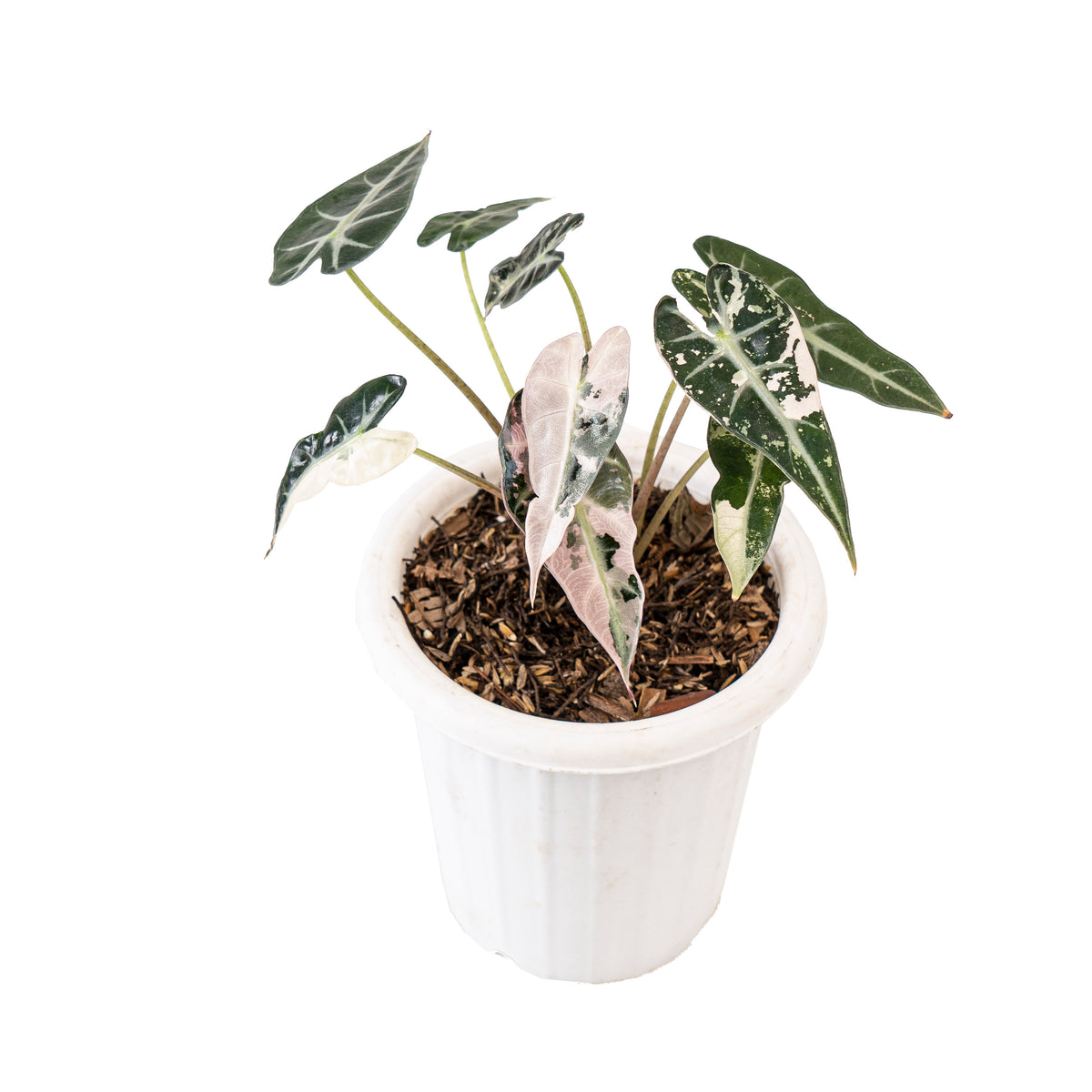 Alocasia bambino variegated