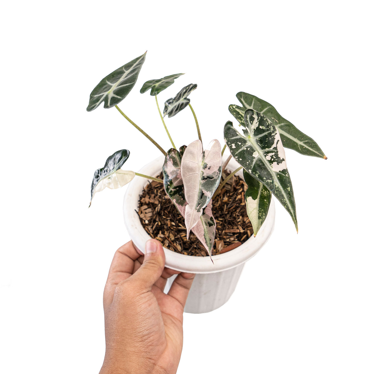 Alocasia bambino variegated