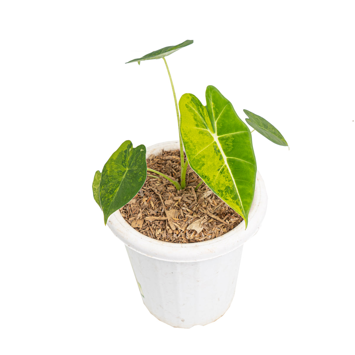 Alocasia frydek aurea variegated