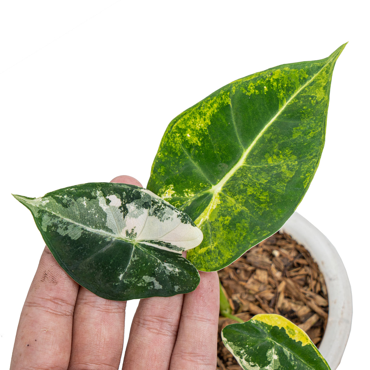 Alocasia frydek bicolor variegated