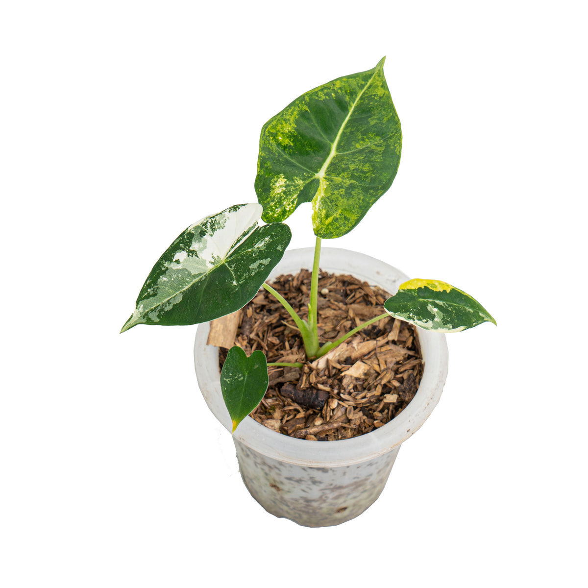 Alocasia frydek bicolor variegated