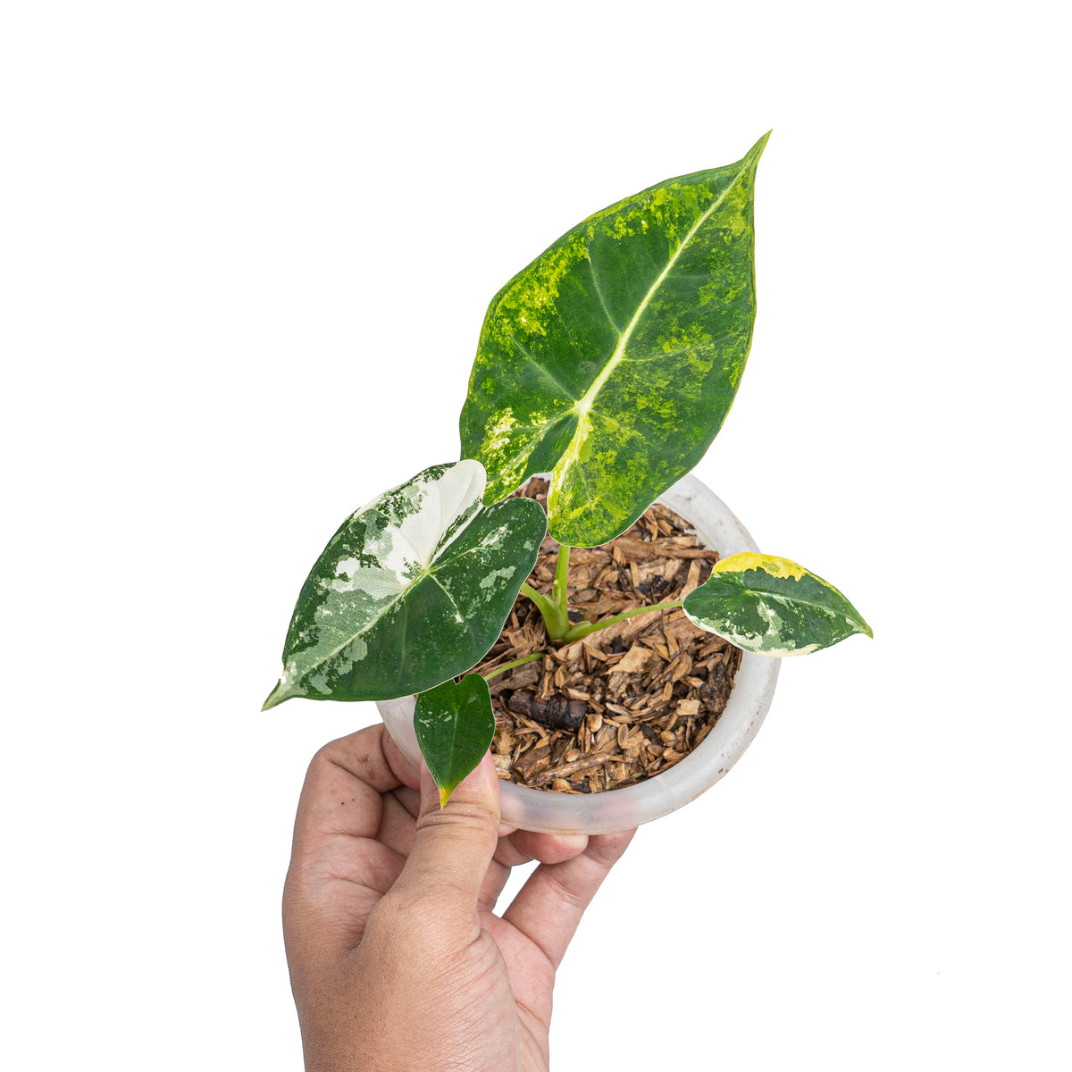 Alocasia frydek bicolor variegated