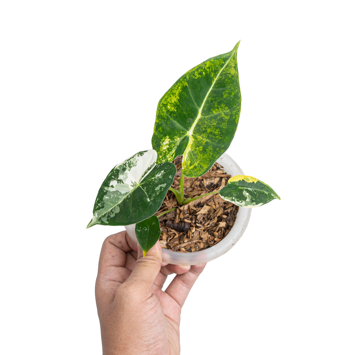 Alocasia frydek bicolor variegated