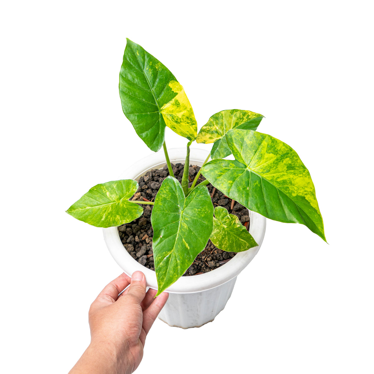 Alocasia gageana aurea variegated