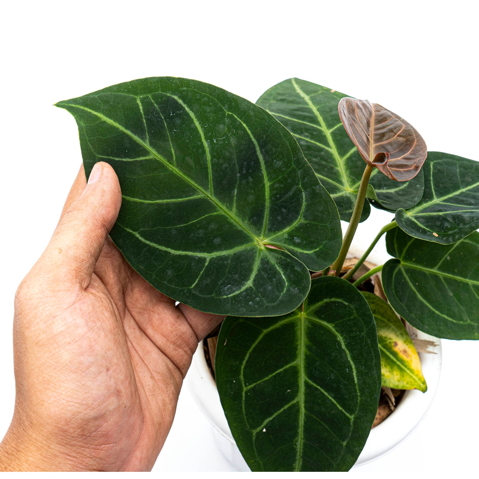 Anthurium Dressleri x Magnificum Verde – Aroid Market