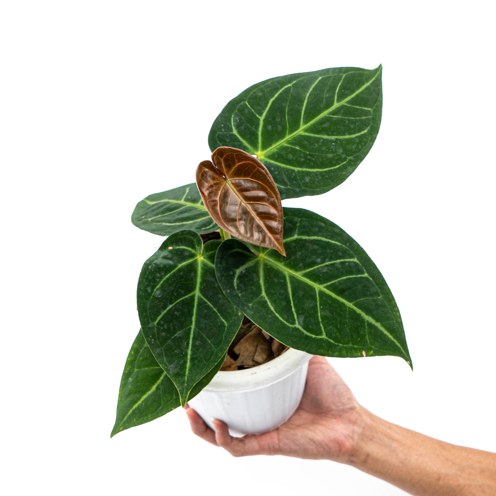 Anthurium Dressleri x Magnificum Verde – Aroid Market