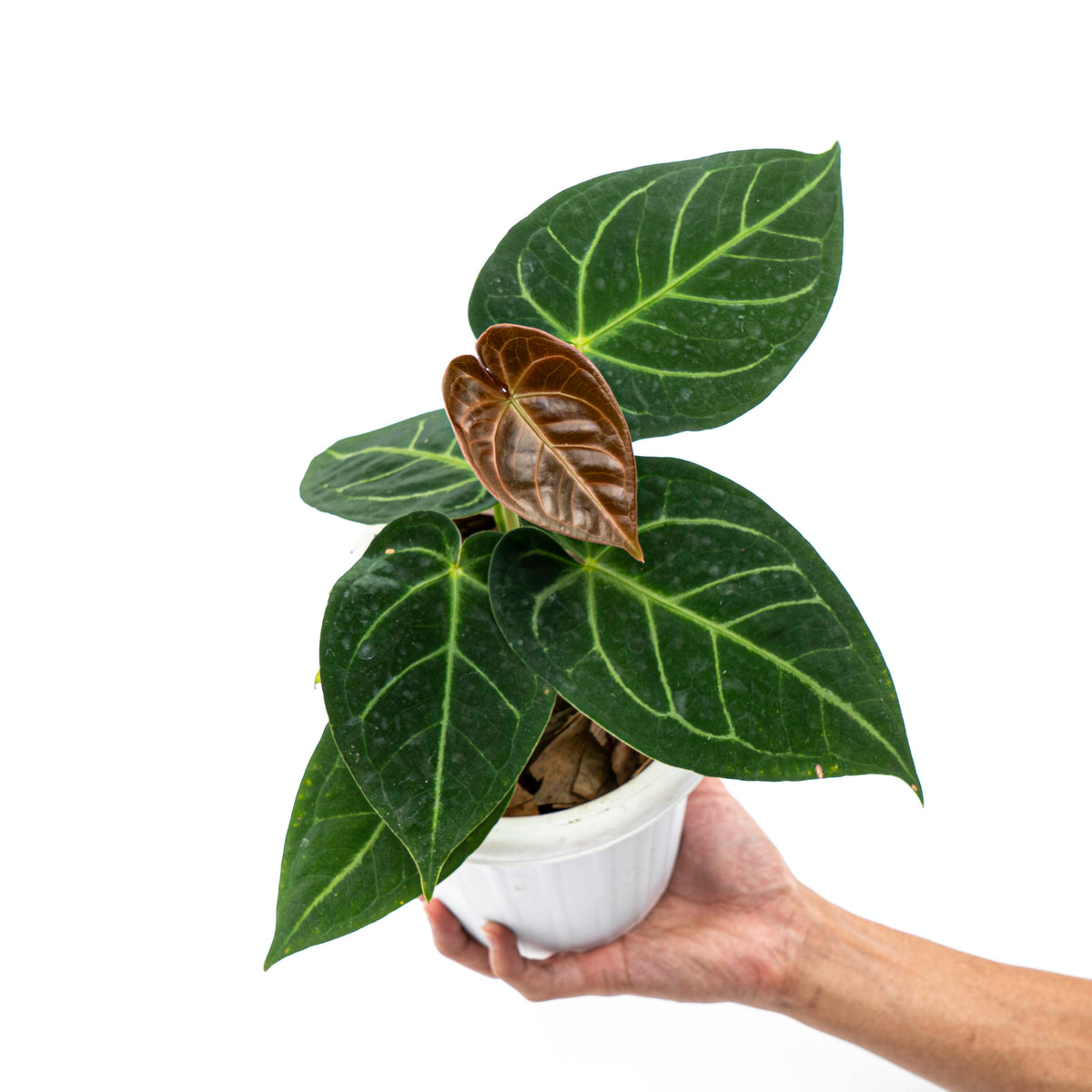 anthurium di amaro Anthurium Dressleri x Magnificum Verde