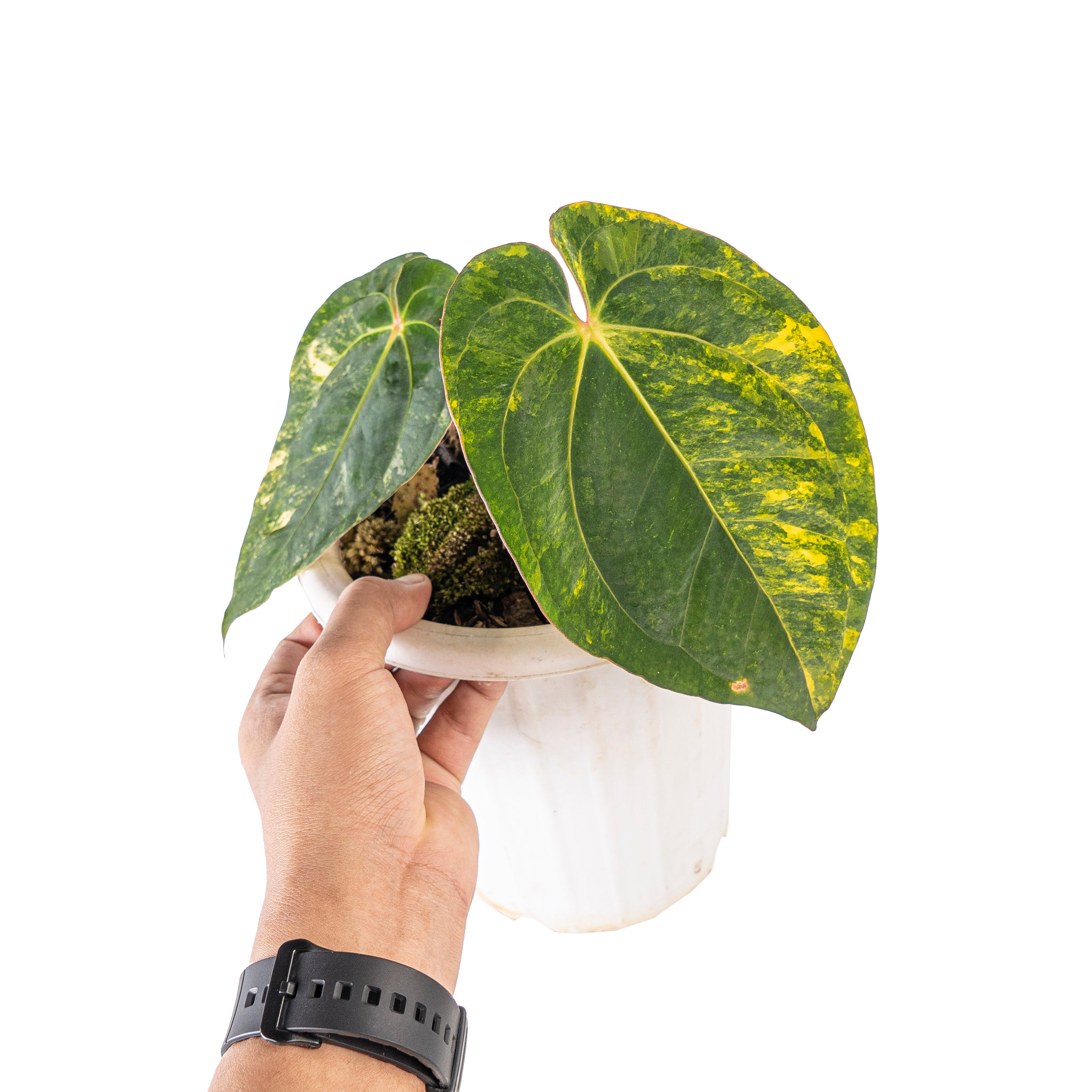 Anthurium ace of spades variegated