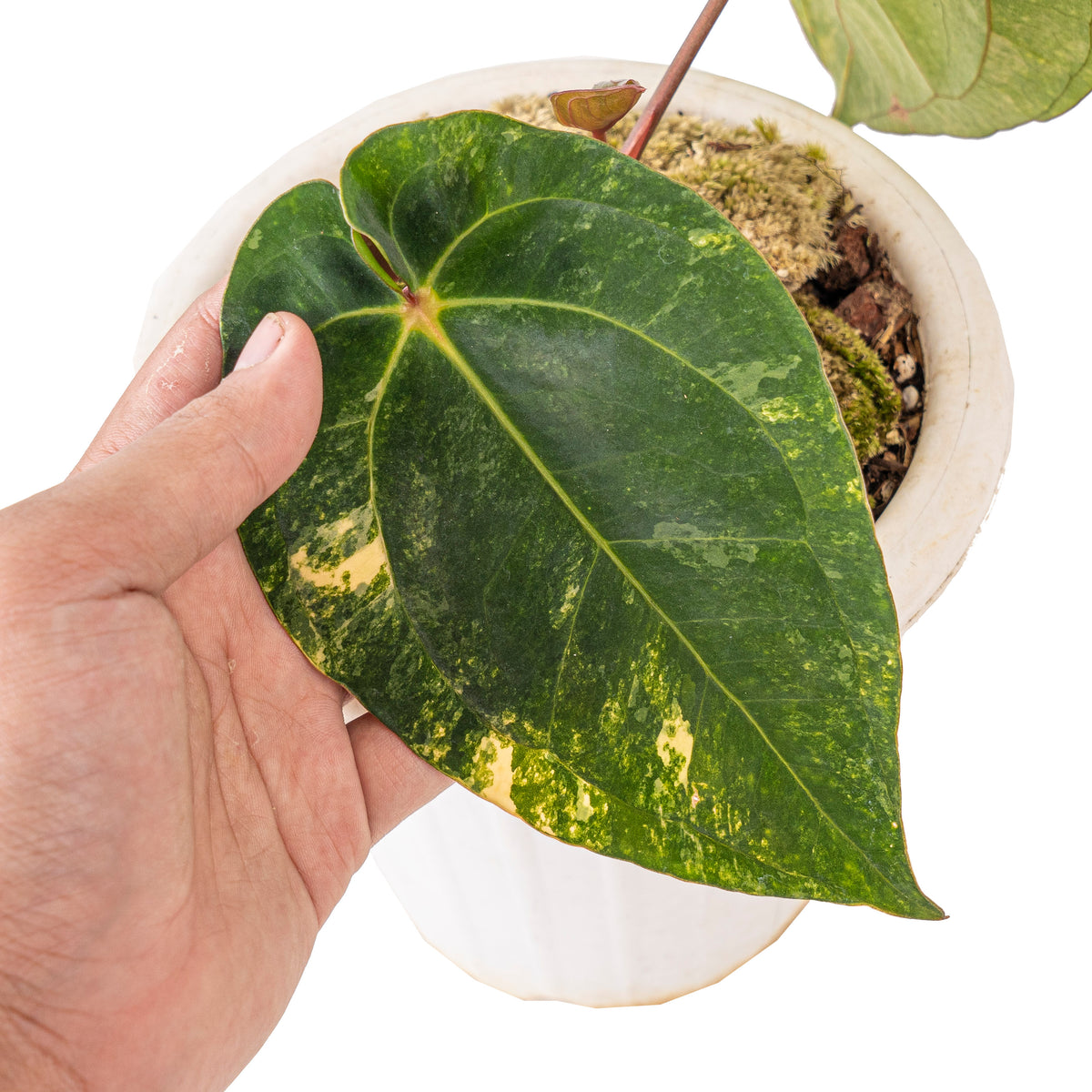 Anthurium ace of spades variegated