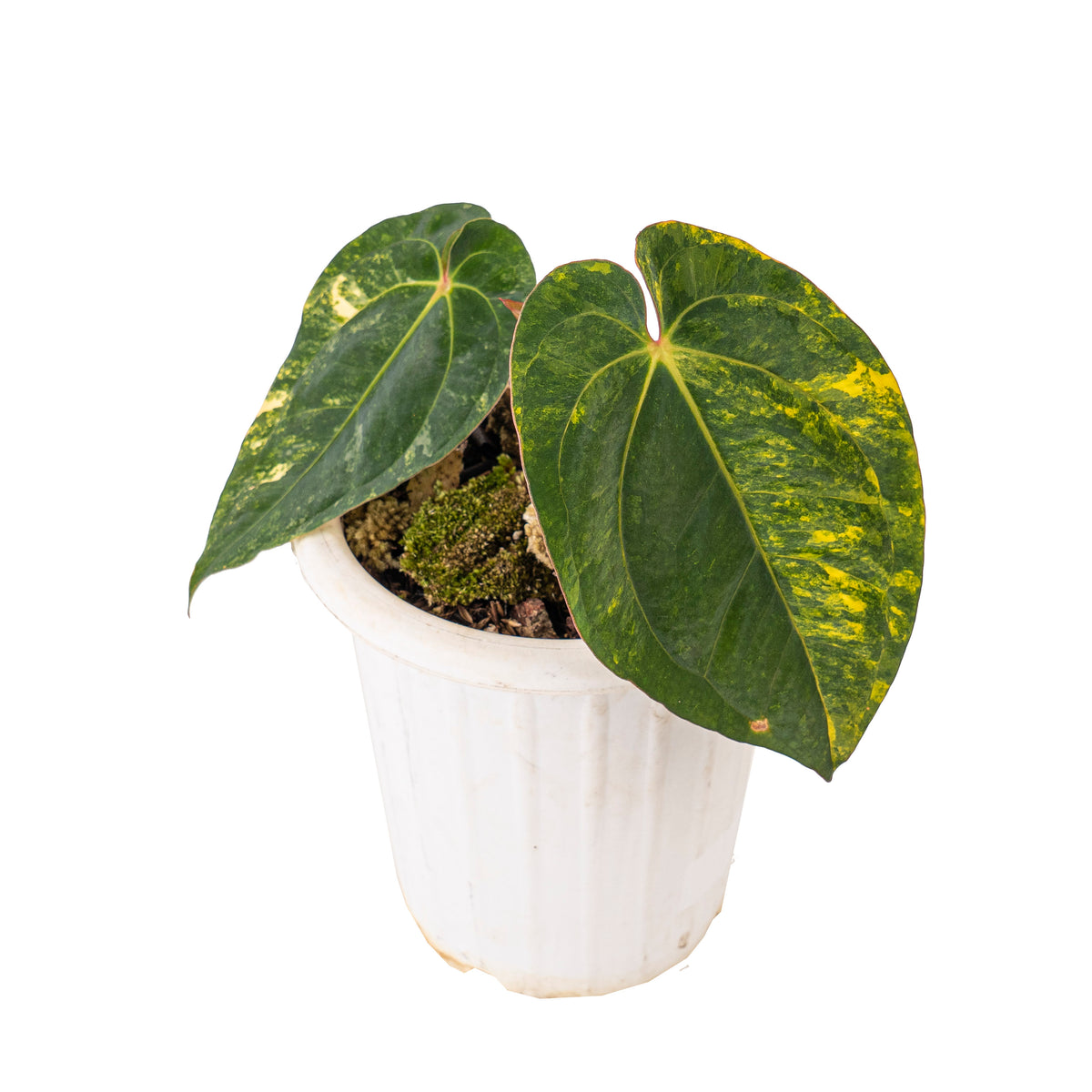 Anthurium ace of spades variegated