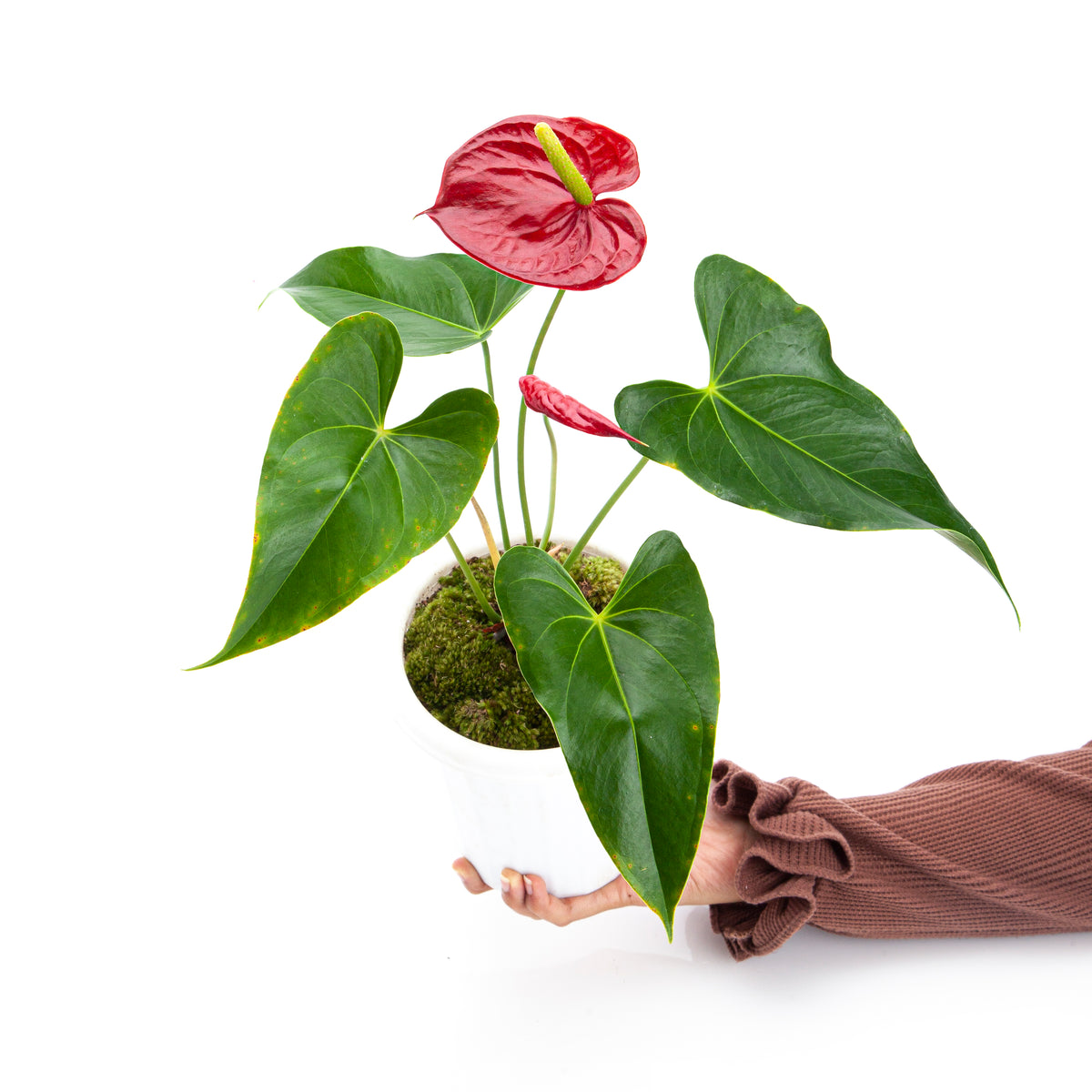 Anthurium Andreanum - Flamingo Flower