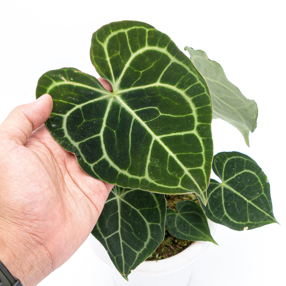 Anthurium Clarinervium