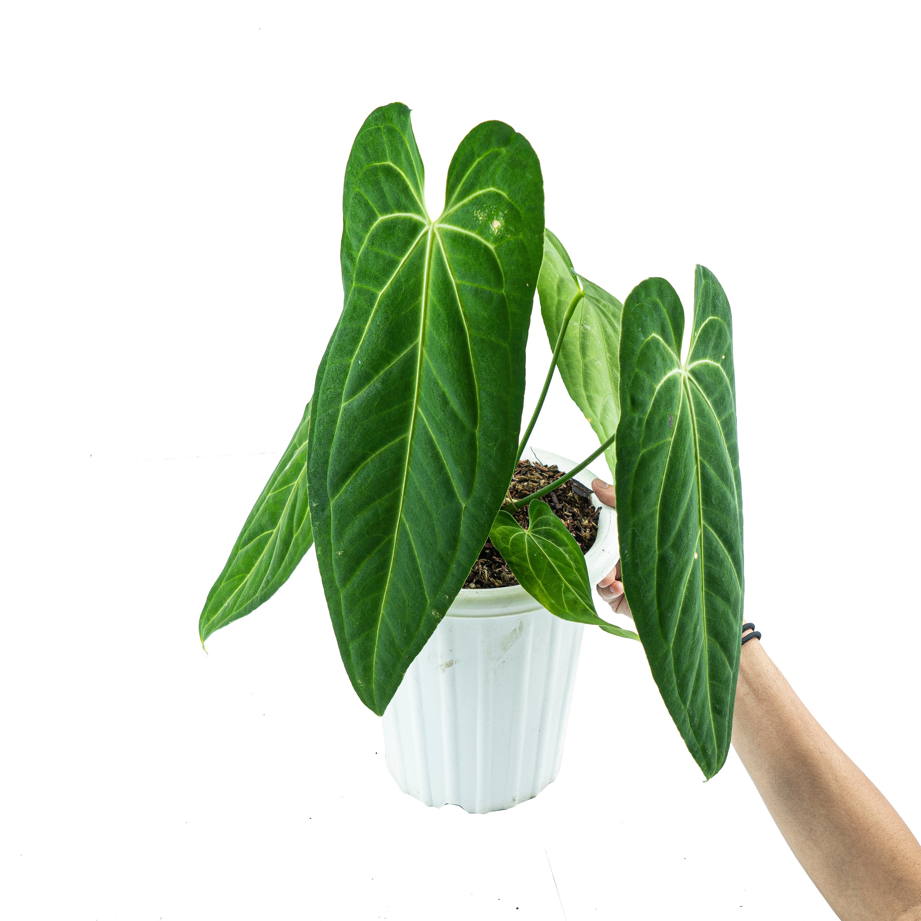 Anthurium Dark Mama (Warocqueanum x Papililaminum)
