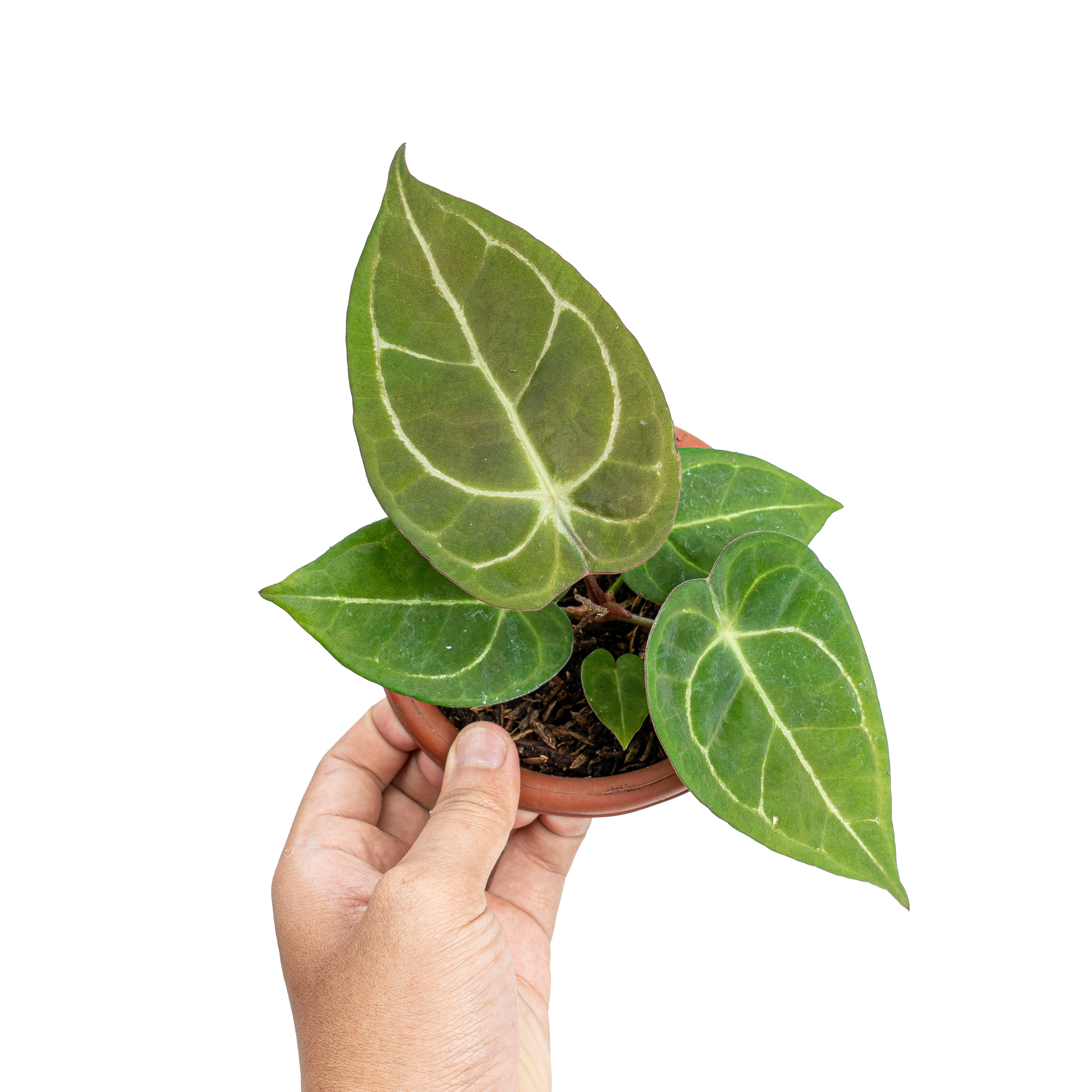 Anthurium Dressleri x Forgetti