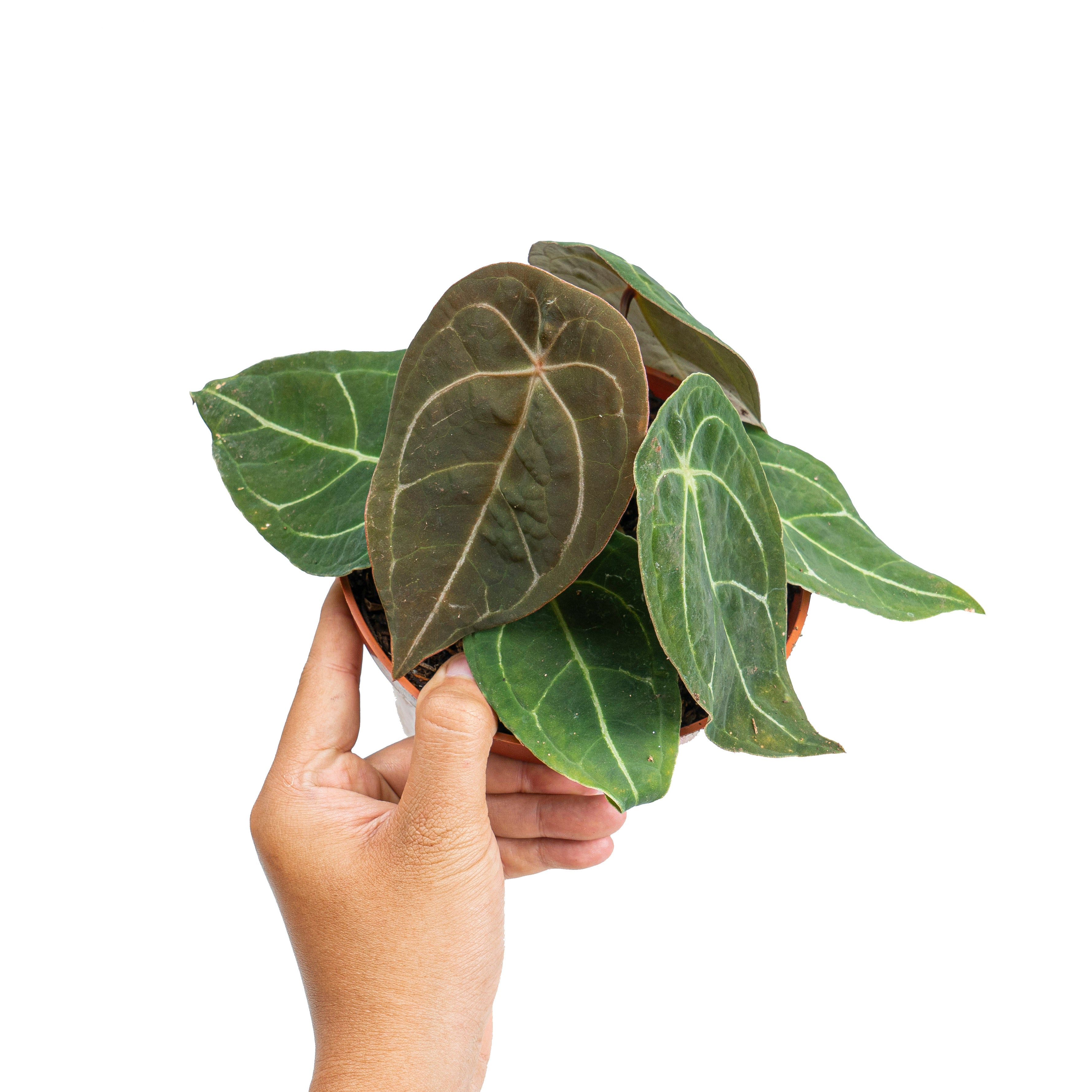 Anthurium Dressleri x Forgetii Medium size