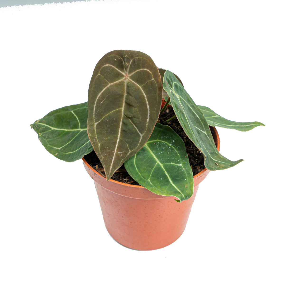 Anthurium Dressleri x Forgetii Medium size