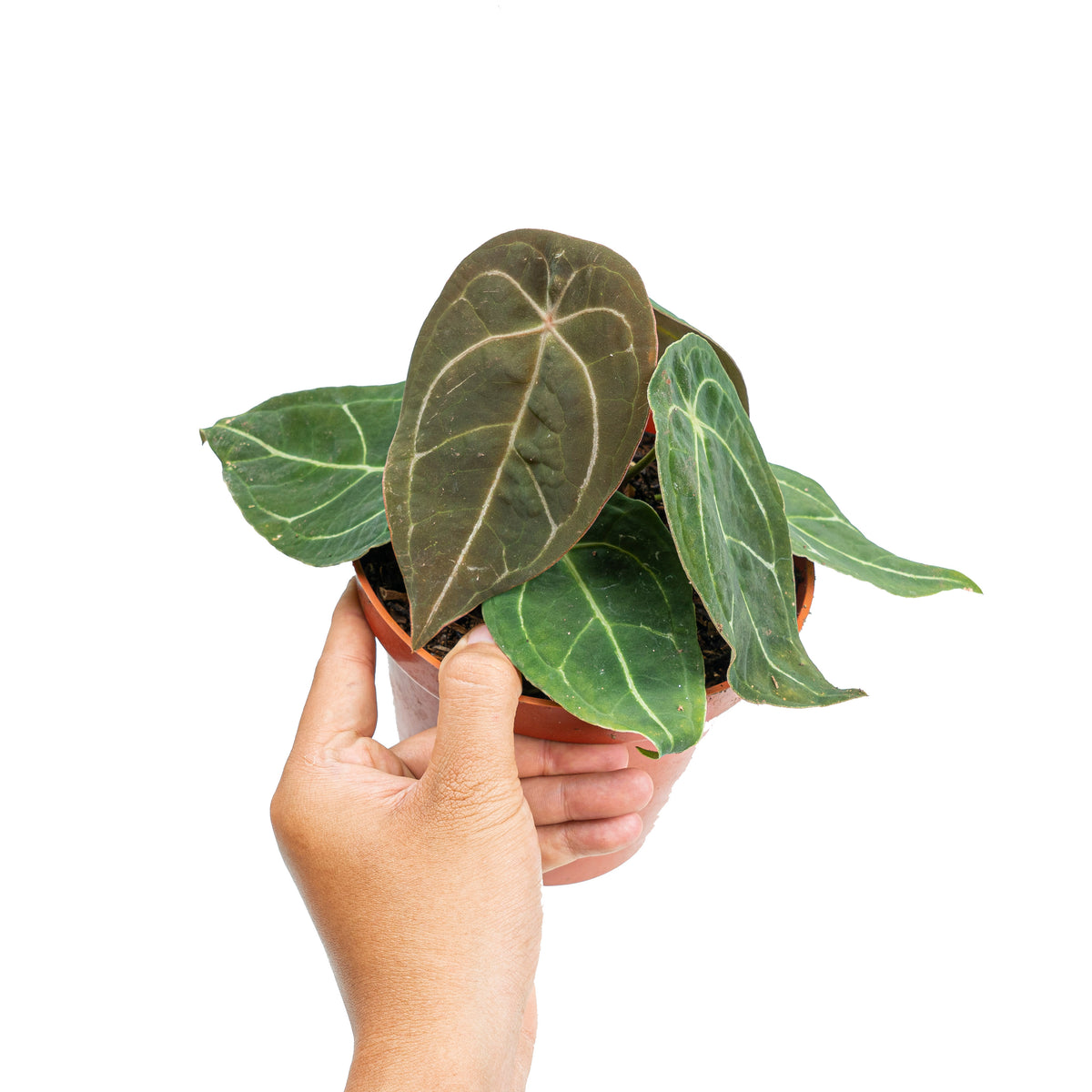 Anthurium Dressleri x Forgetii Medium size