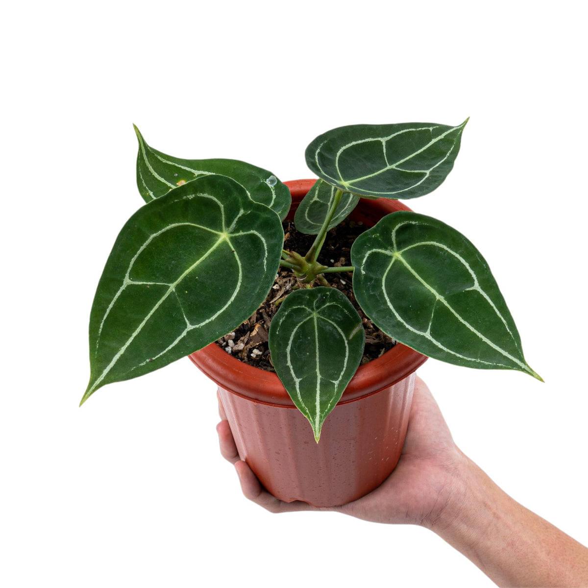 Anthurium Forgetii