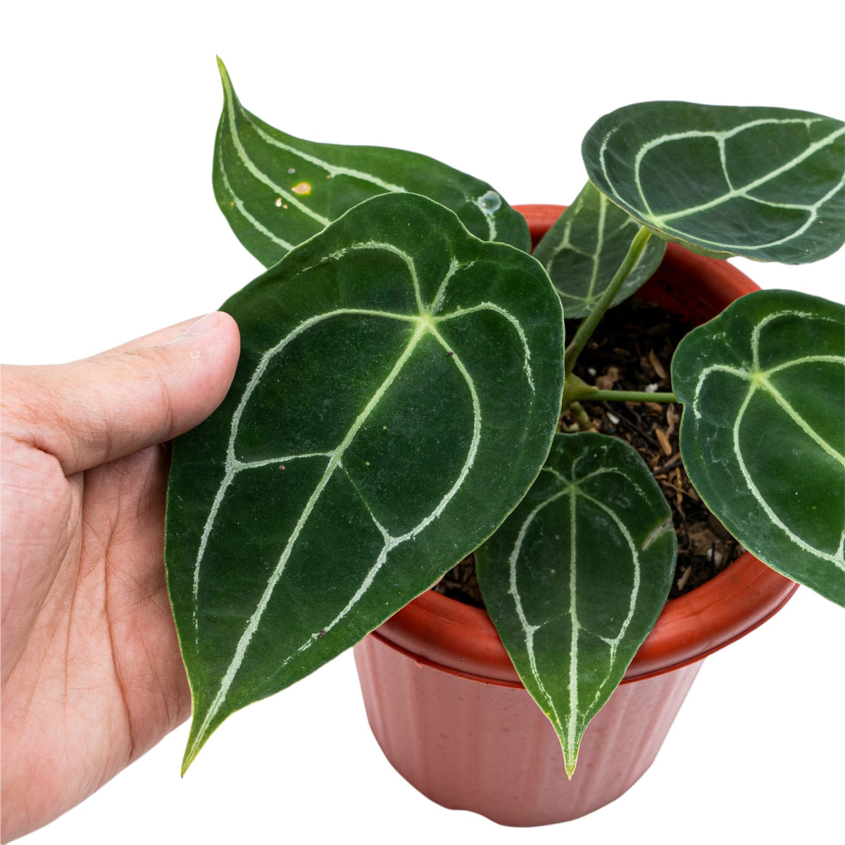 Anthurium Forgetii