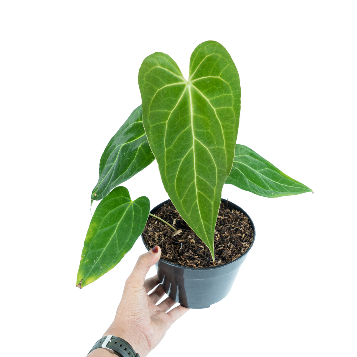 Anthurium Green Mamba ( Papilillaminum x Magnificum )