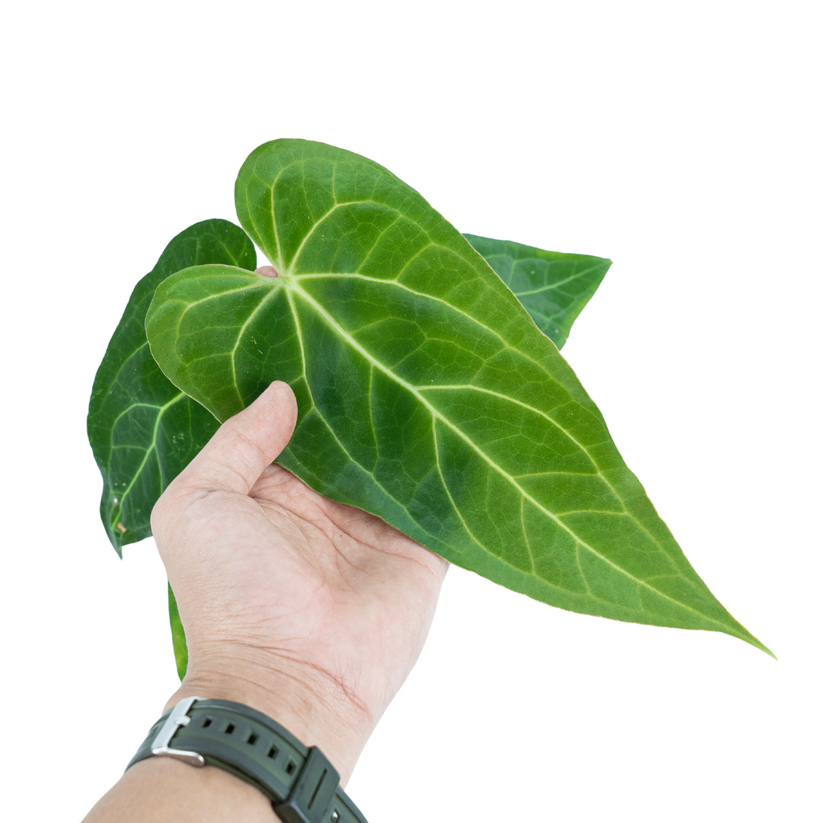 Anthurium Green Mamba ( Papilillaminum x Magnificum )