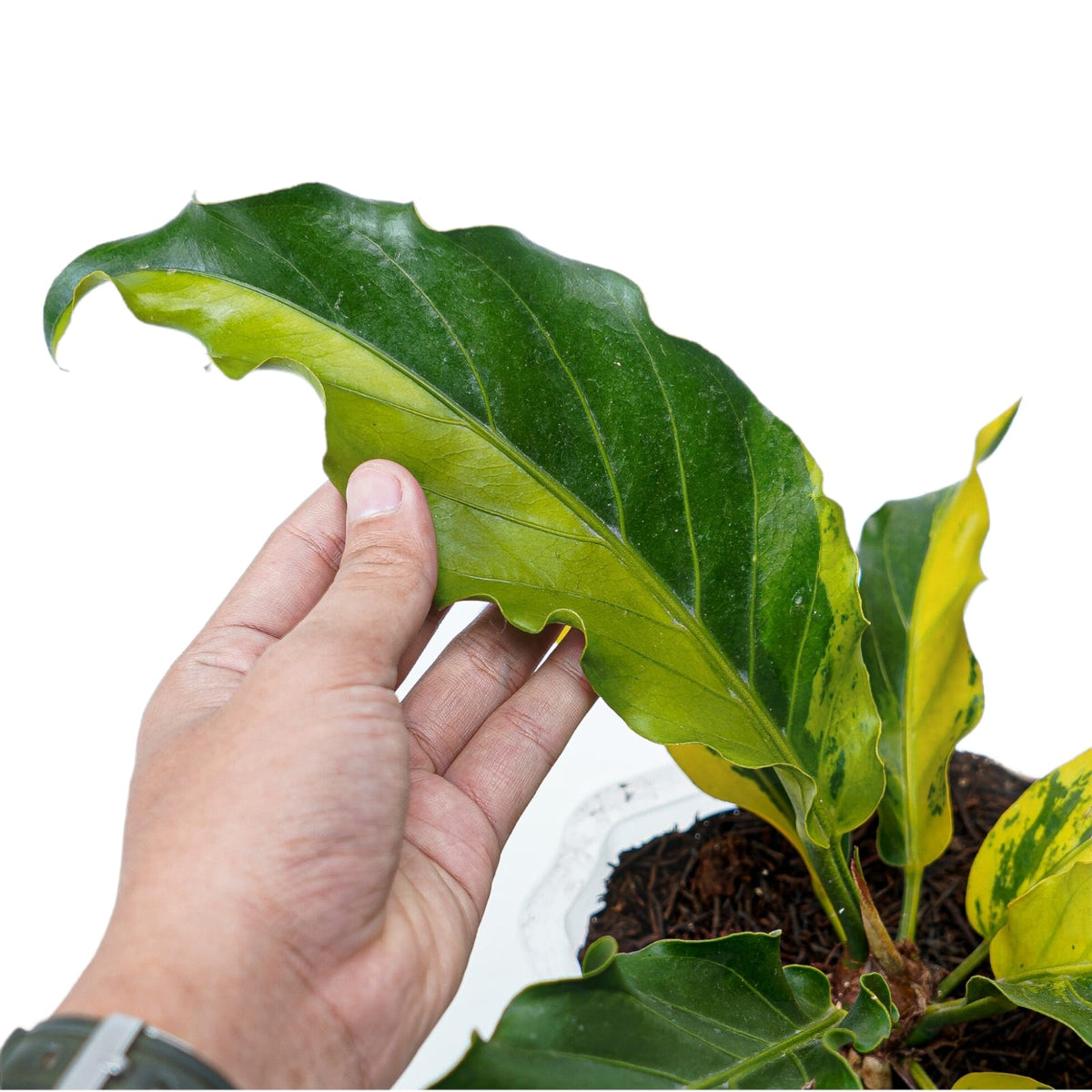 Anthurium Plowmanii Variegated Ruffles