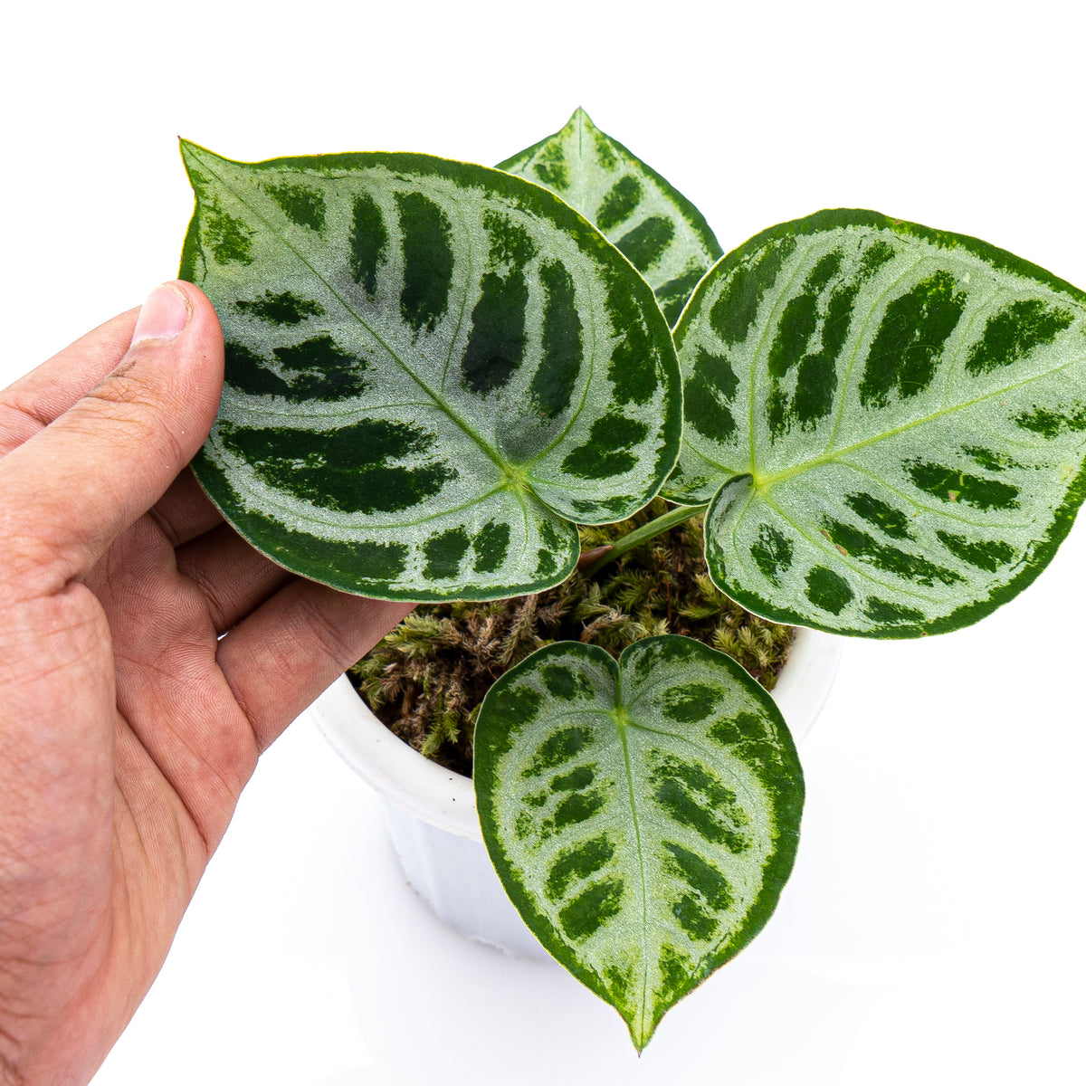 Anthurium Silver Blush