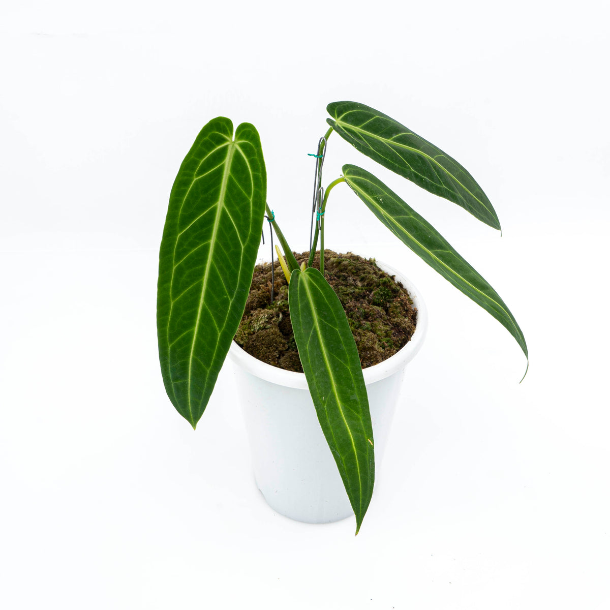 Anthurium Warocqueanum - Mature size